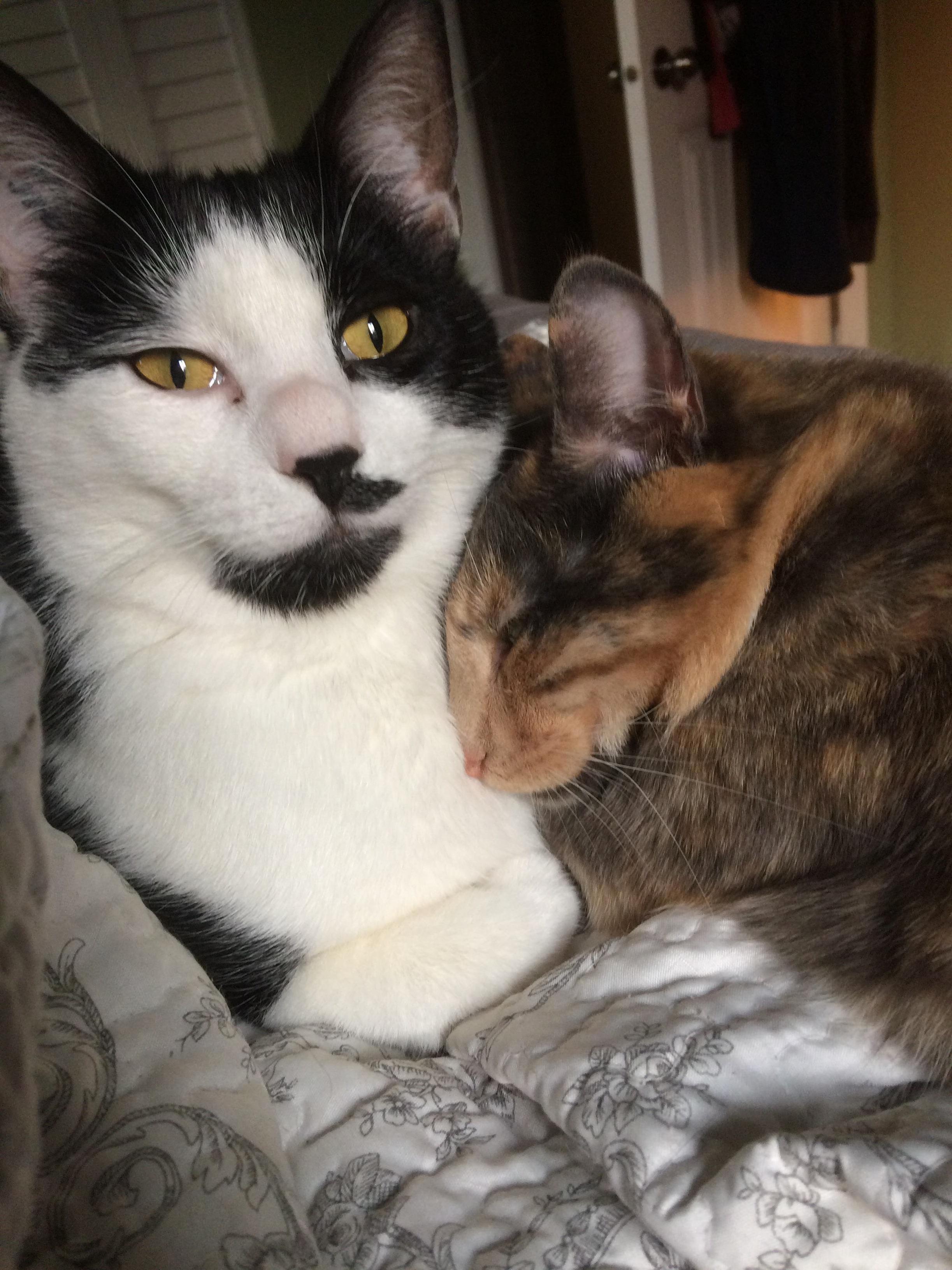 Todays Cat Pic Is Brought to You by Tommie and June