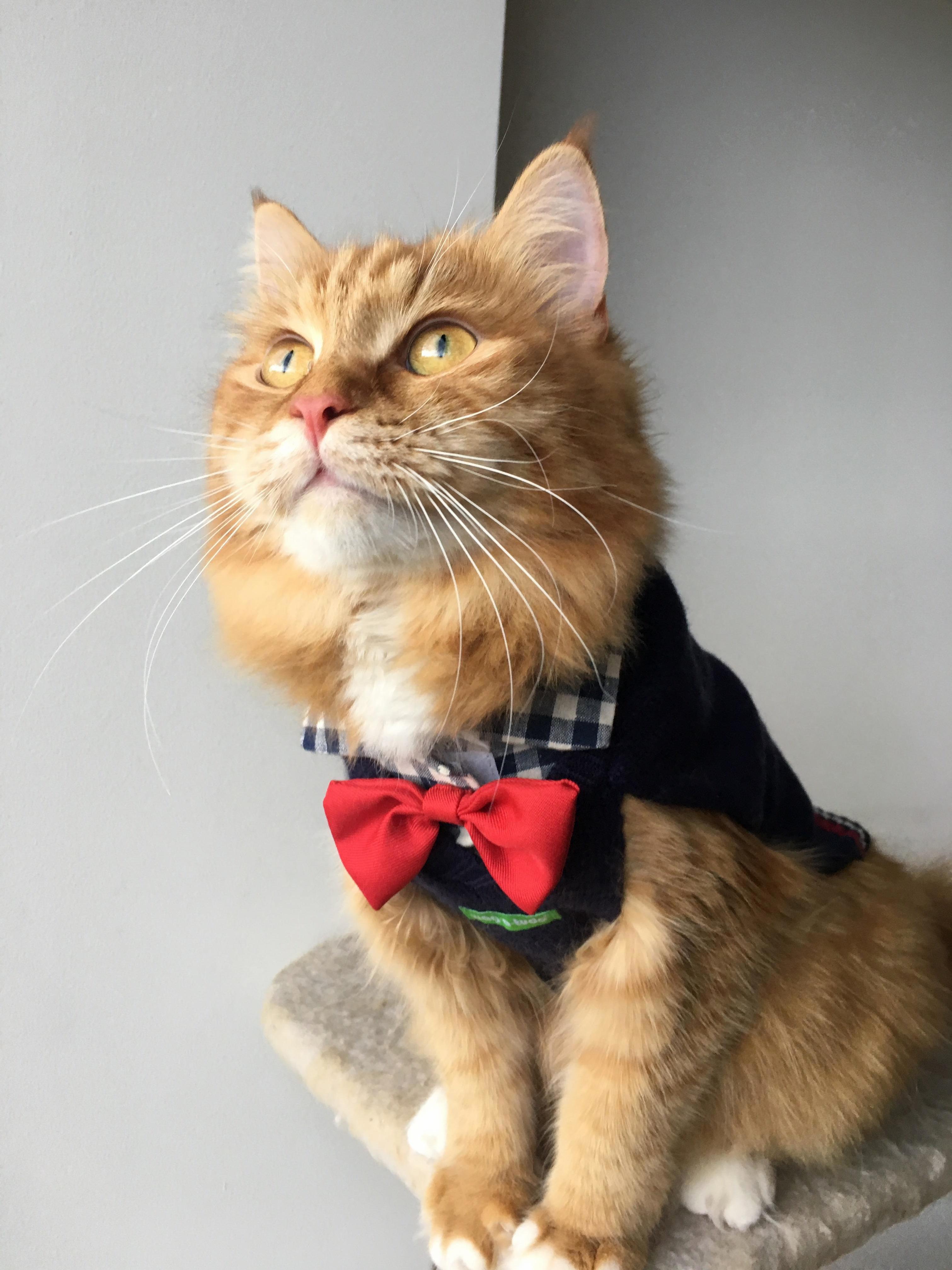 Toots Cat All Dressed Up