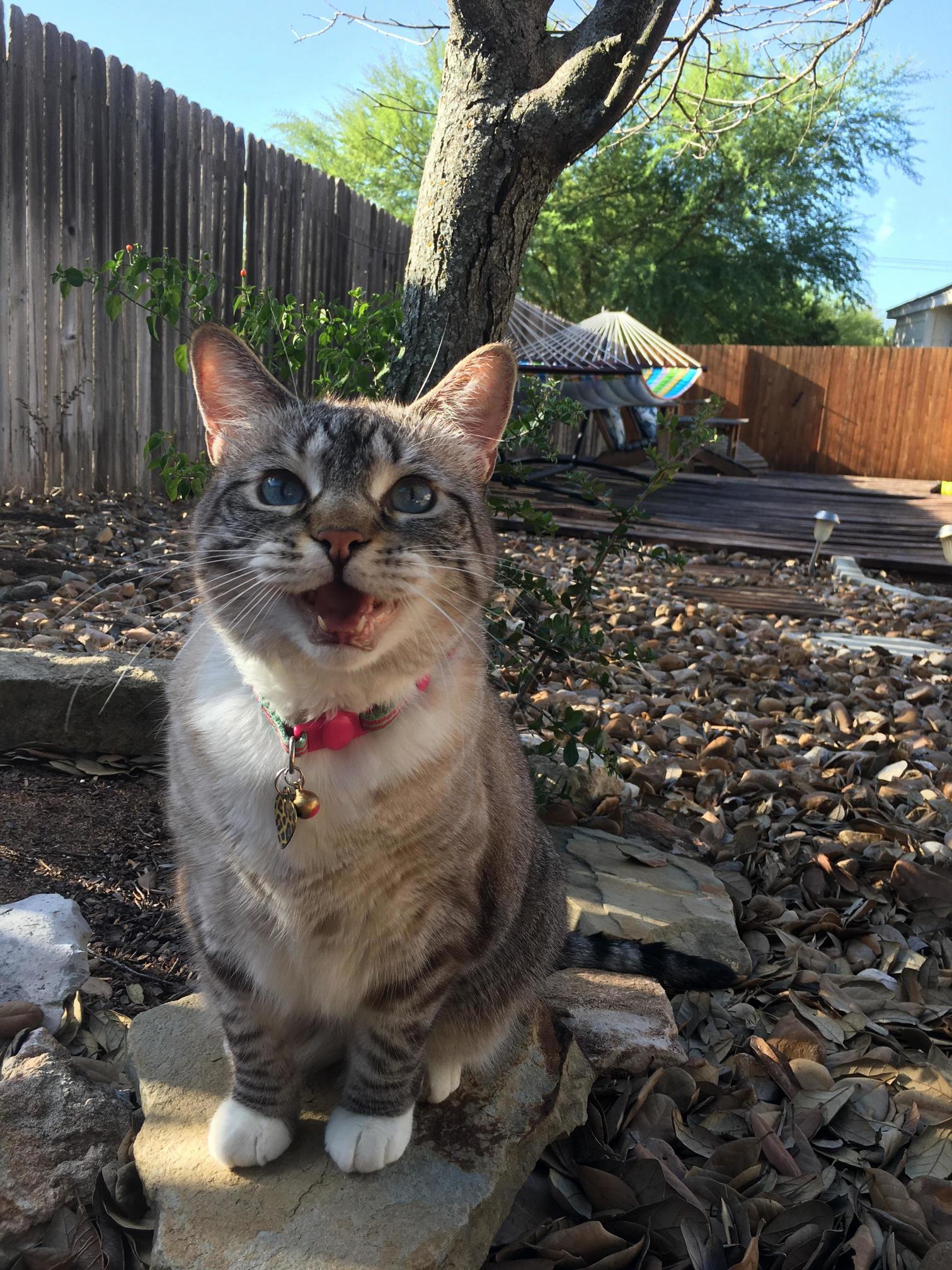 Tried Chasing Her Away from the Ant Piles but Got an Accidental Photo Shoot Instead.