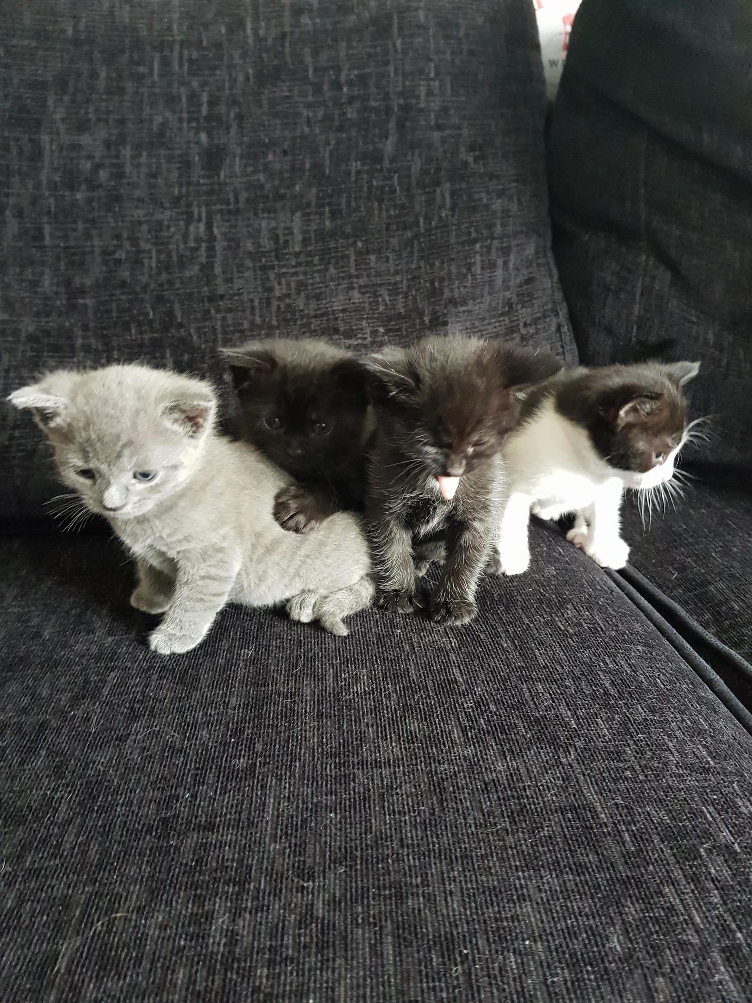 Trying to Get a Family Photo