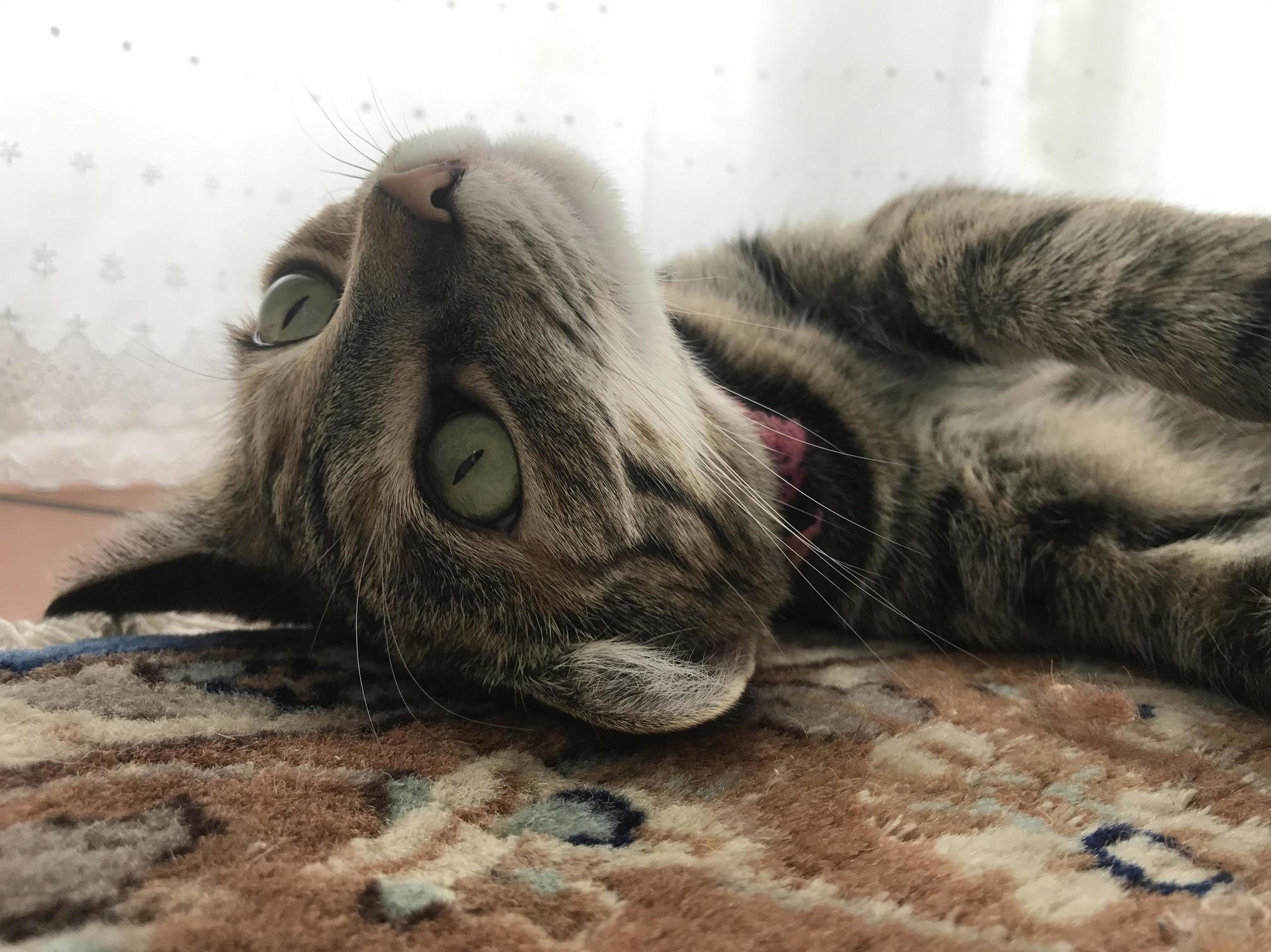Twinkie Relaxing in My House.