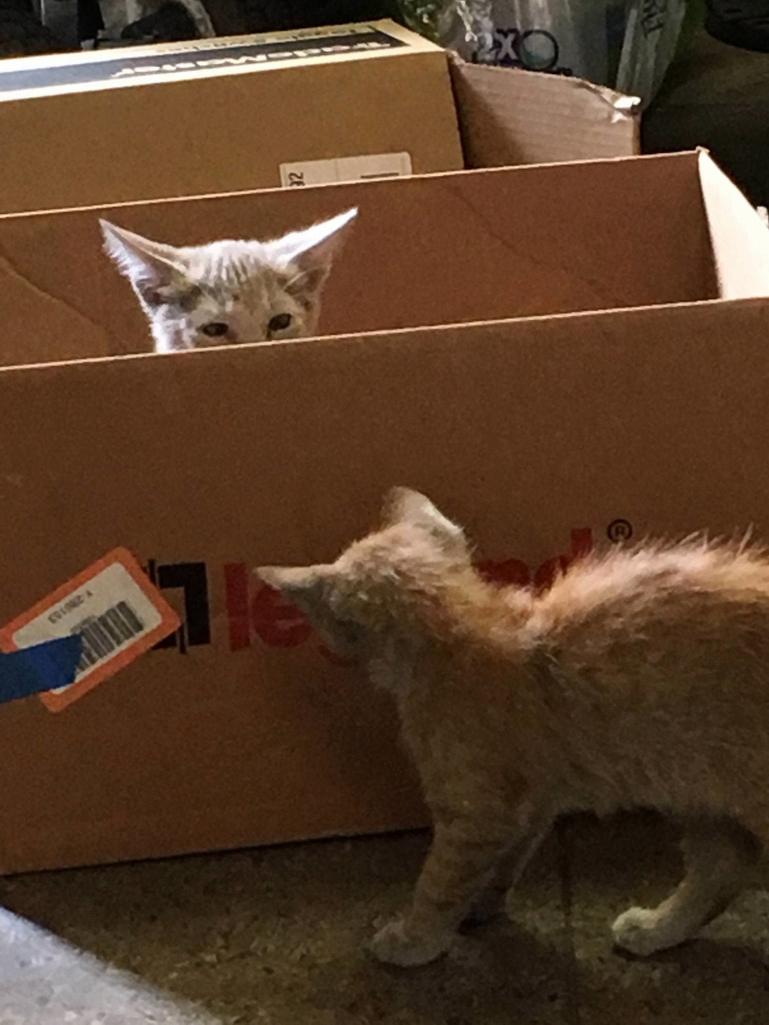Warehouse Security Kitties. Soon....
