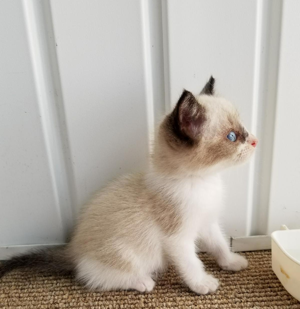 We Named Him Curious. One of Four.