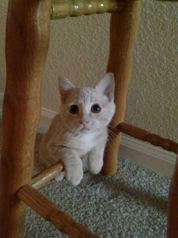 We Named Him Tyrion
