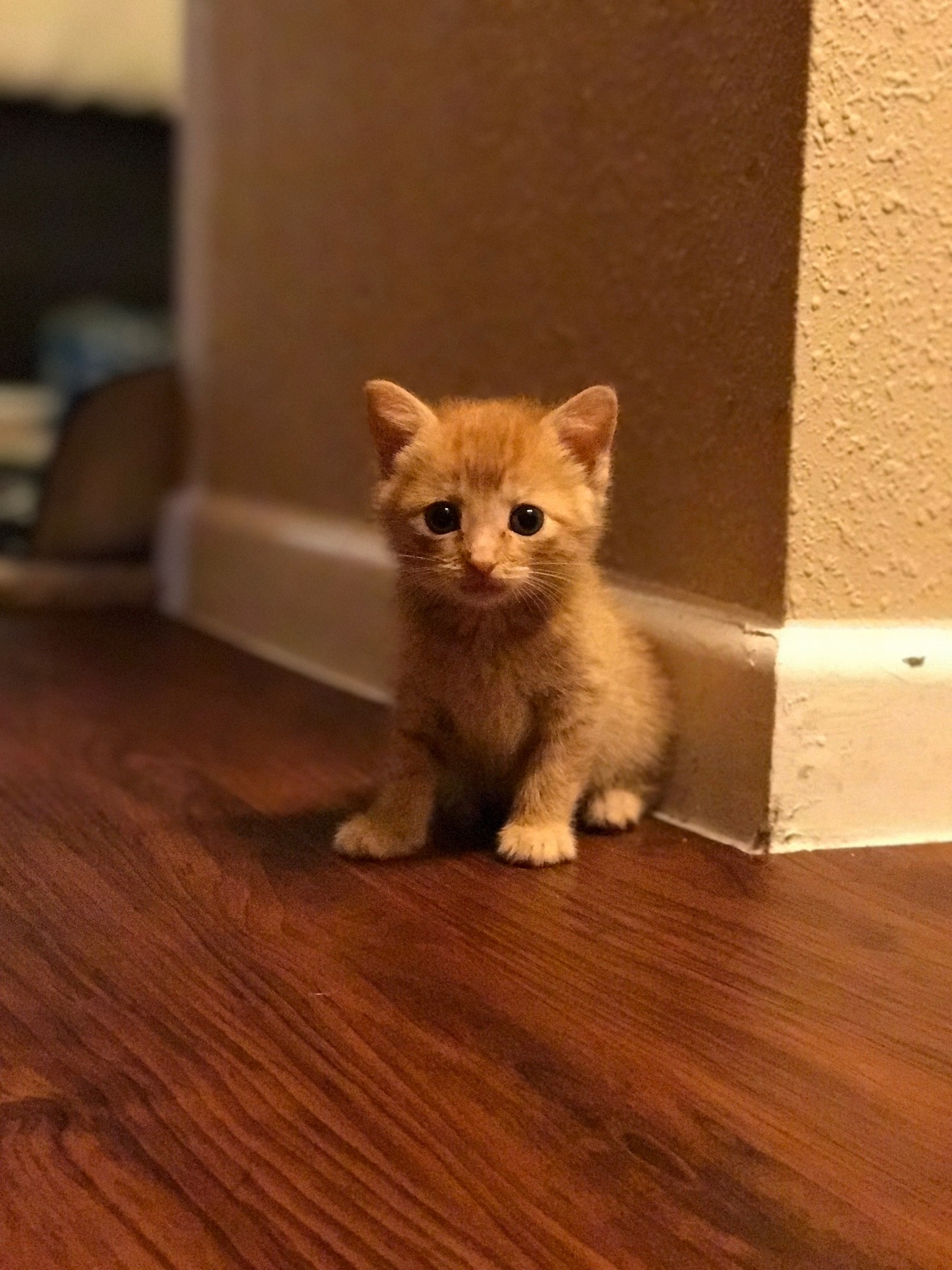 Welcome Ginger to the Family