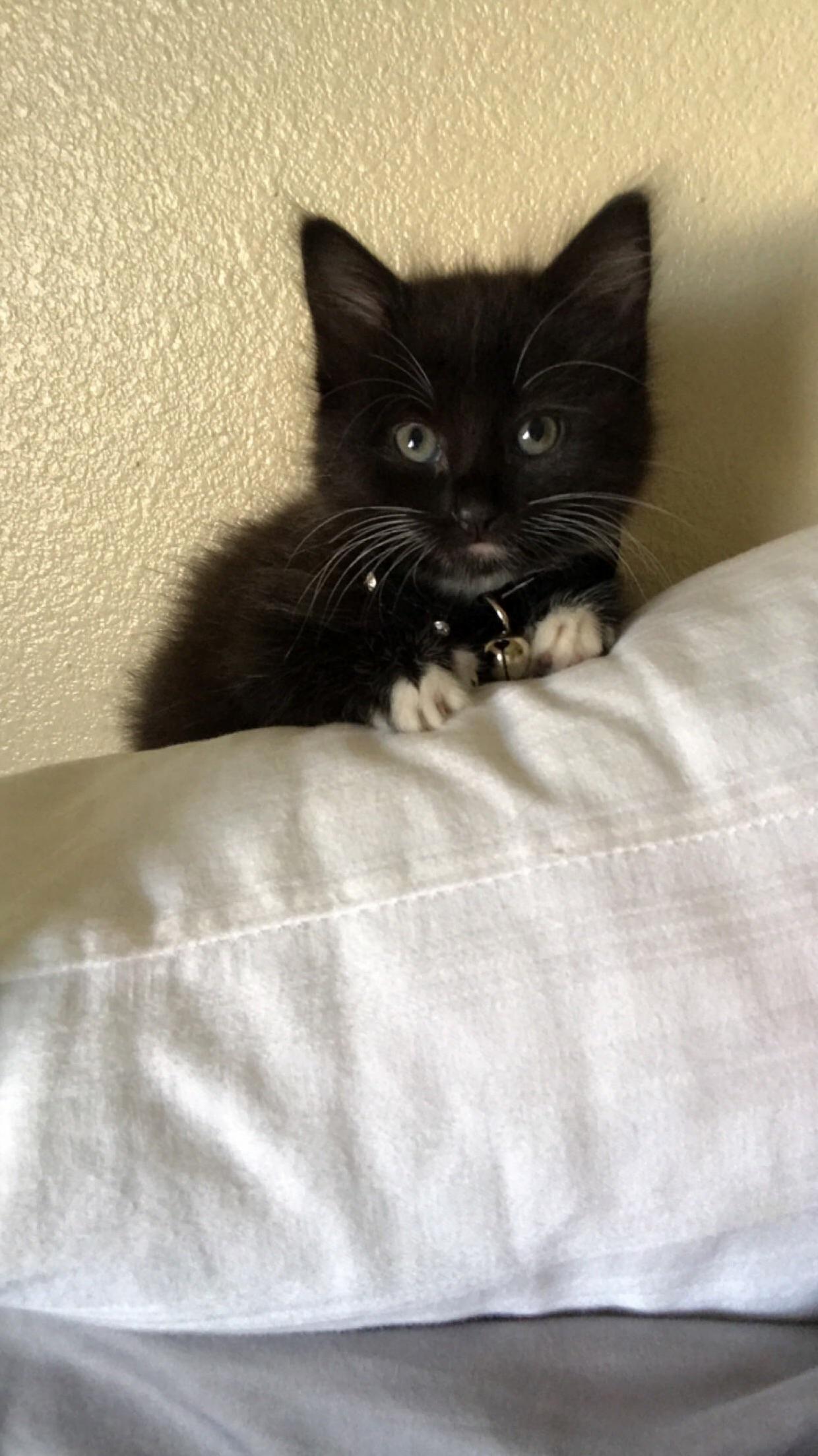 Welcome Home Luna Tuna