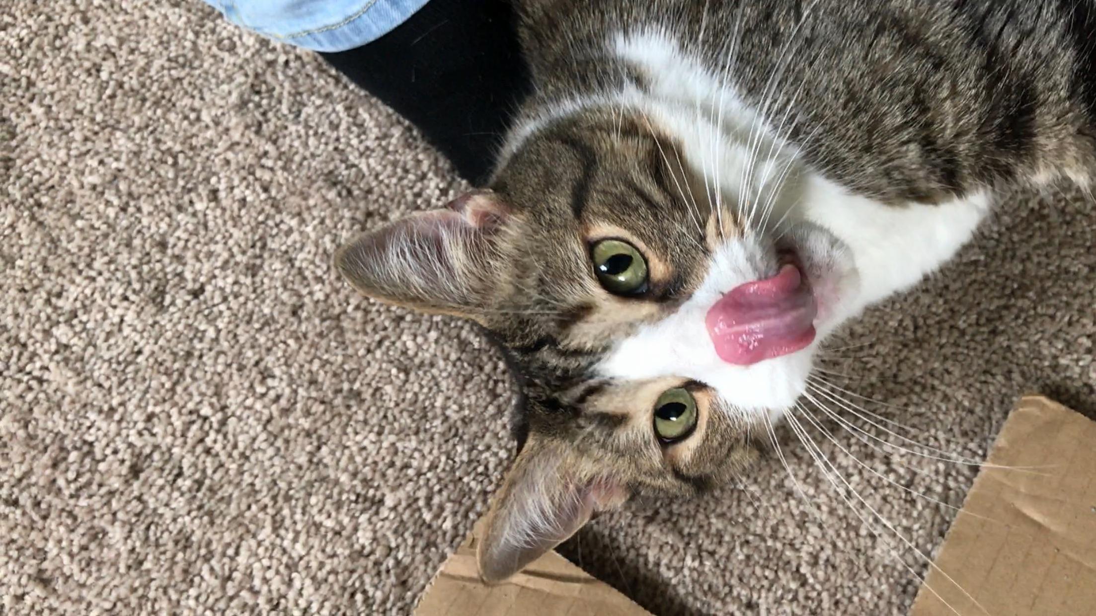Well-timed Tongue Shot