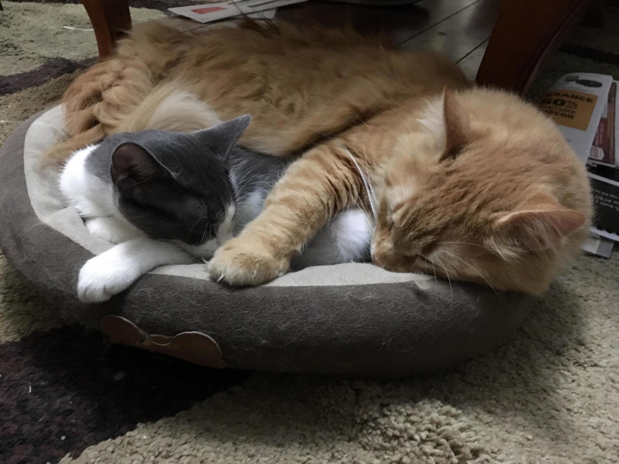 Were in the Middle of Moving and the Only Thing They Have Left to Sit on Is This Bed.