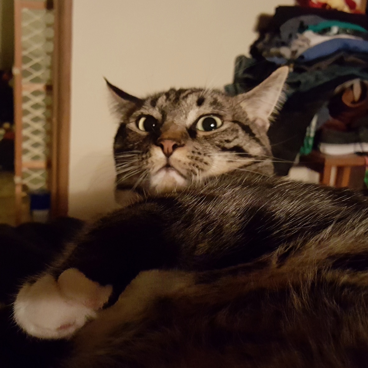What Have You Done