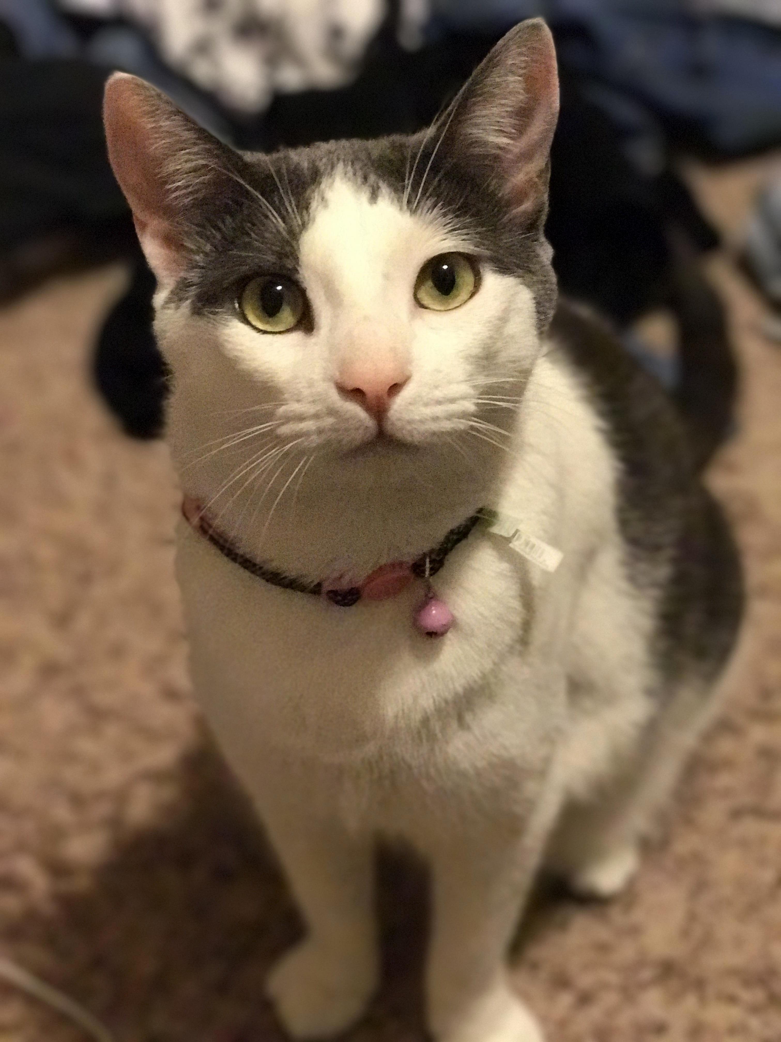 What Type of Cat Is My Cat