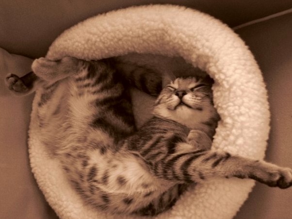 When He Was a Kitten.