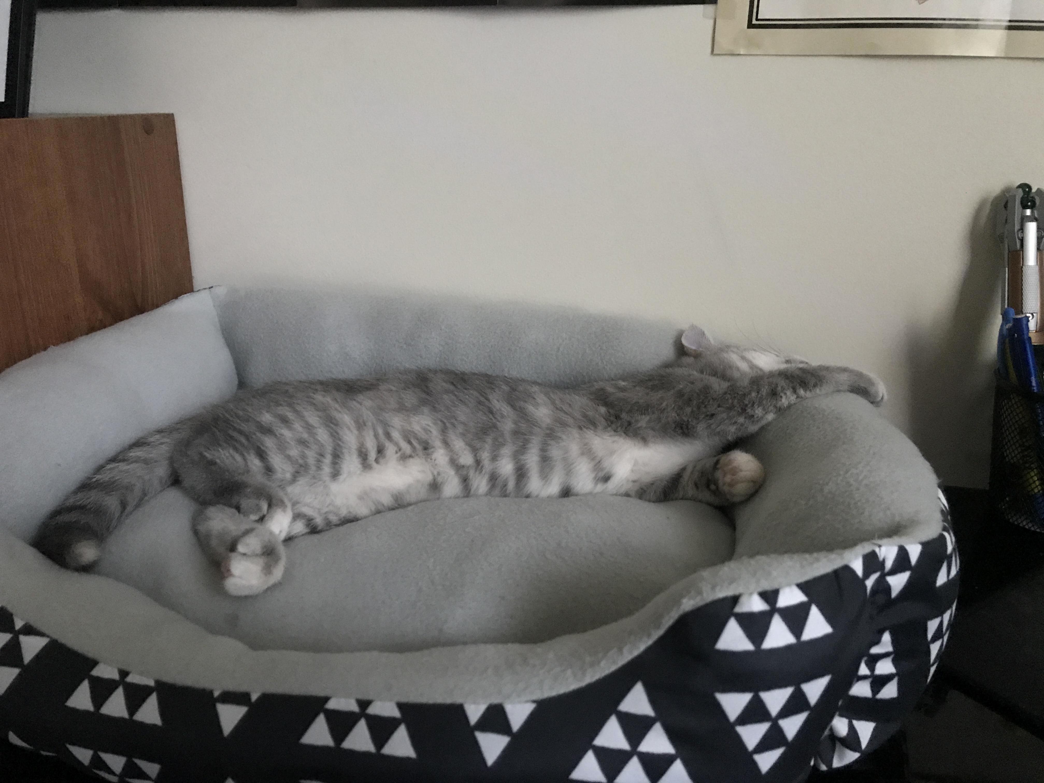 When the Life of a New Kitten Is Tiring (1)