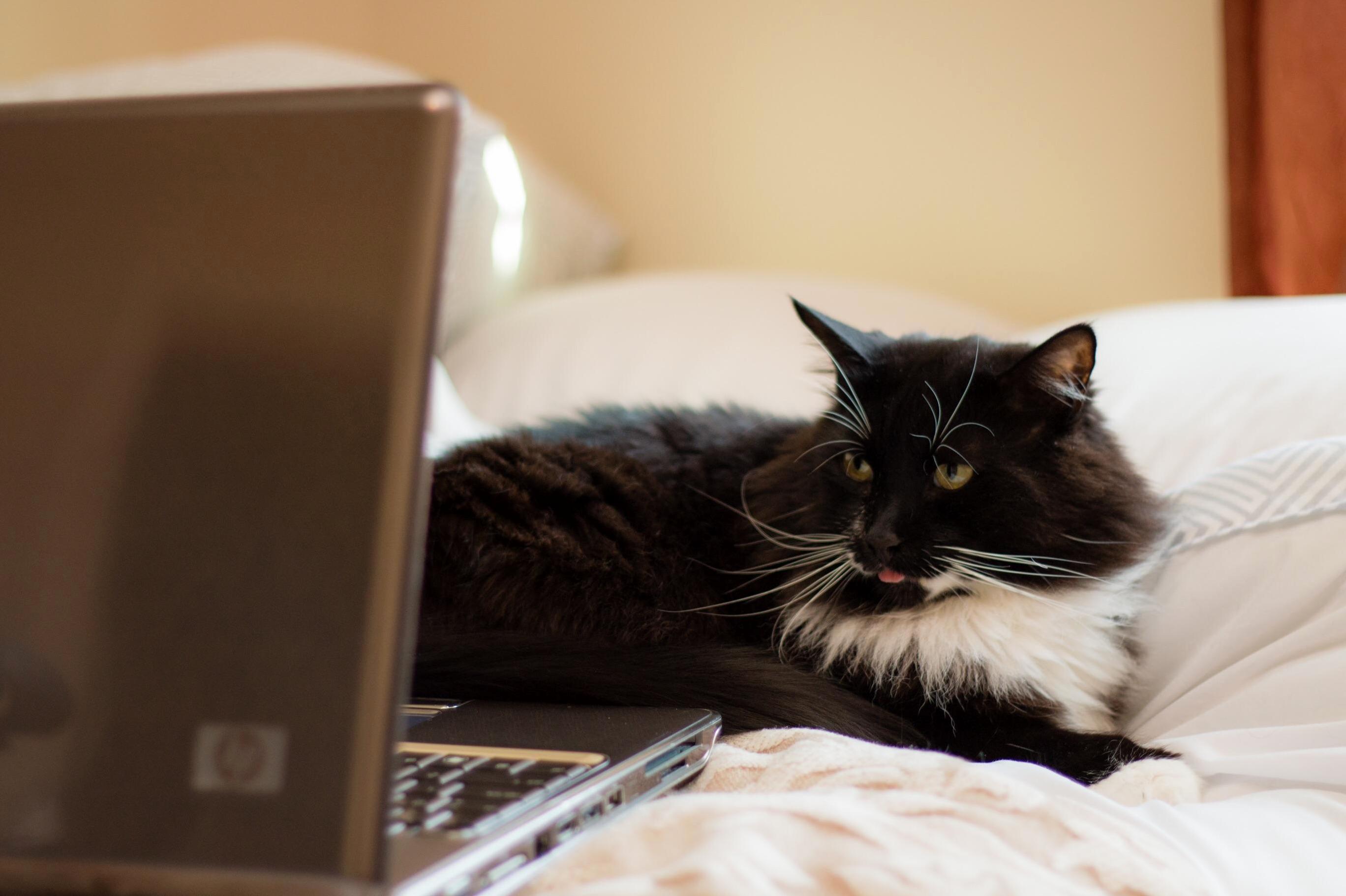 When You Come Home and Your Cat Is on Skype Showing Off His Blep.