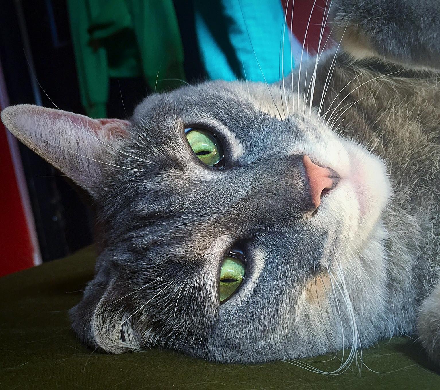 When You Try to Take a Nap and Your Cat Decides to Comfort You