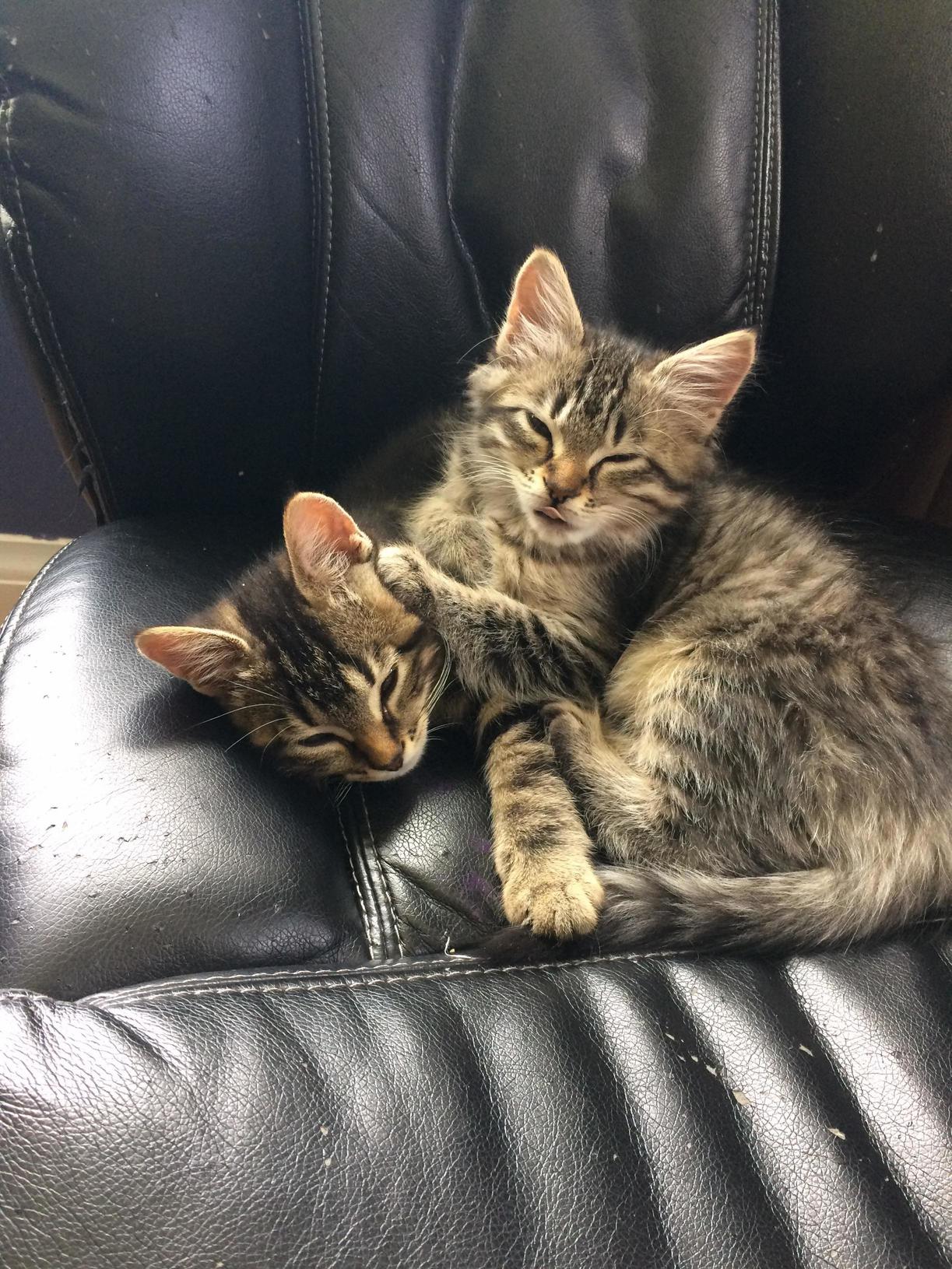 When Your Big Bro Makes a Perfect Pillow