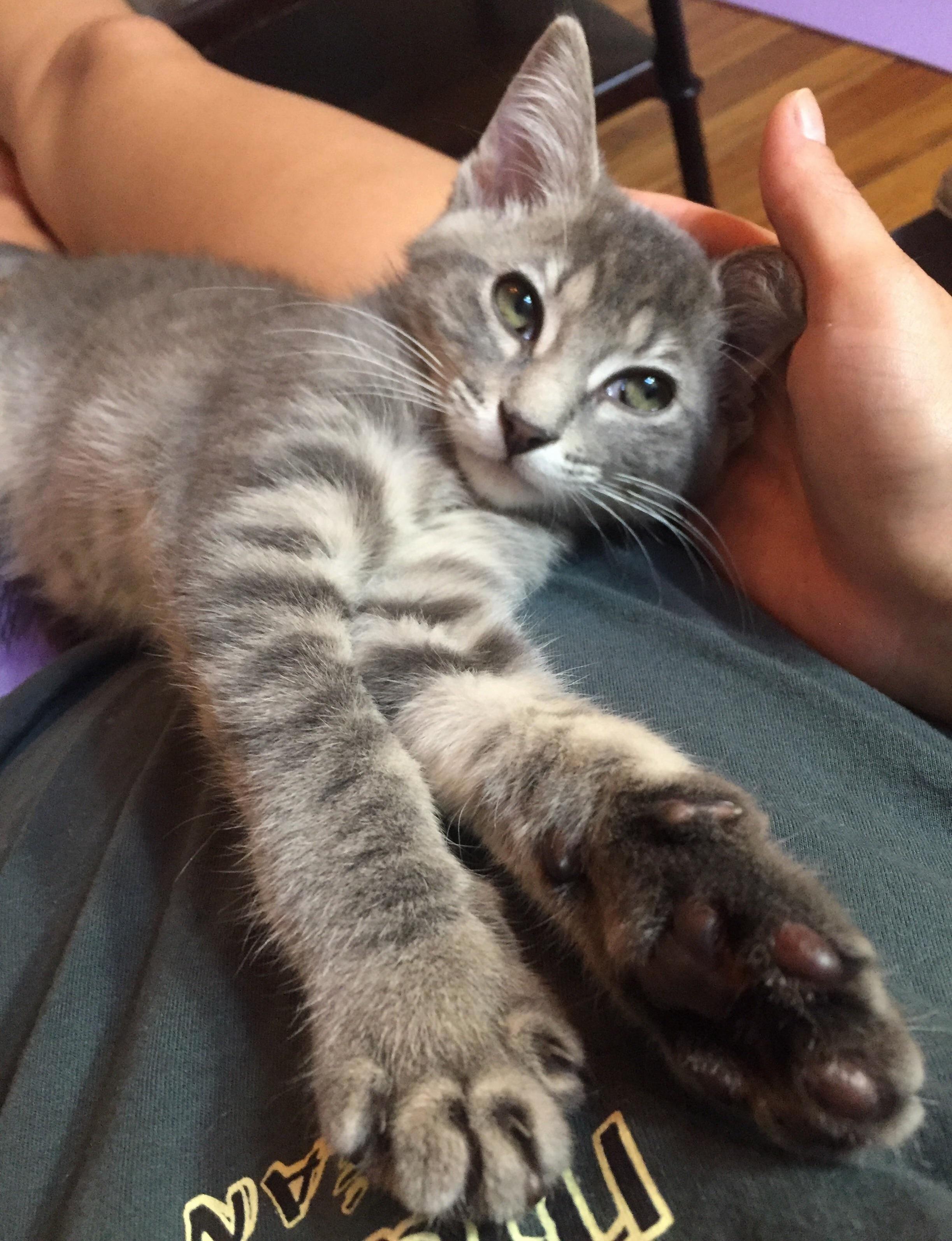 Who Could Resist This Face Pineapple the Foster Kitten Has Me Wrapped Around Her Little Paw