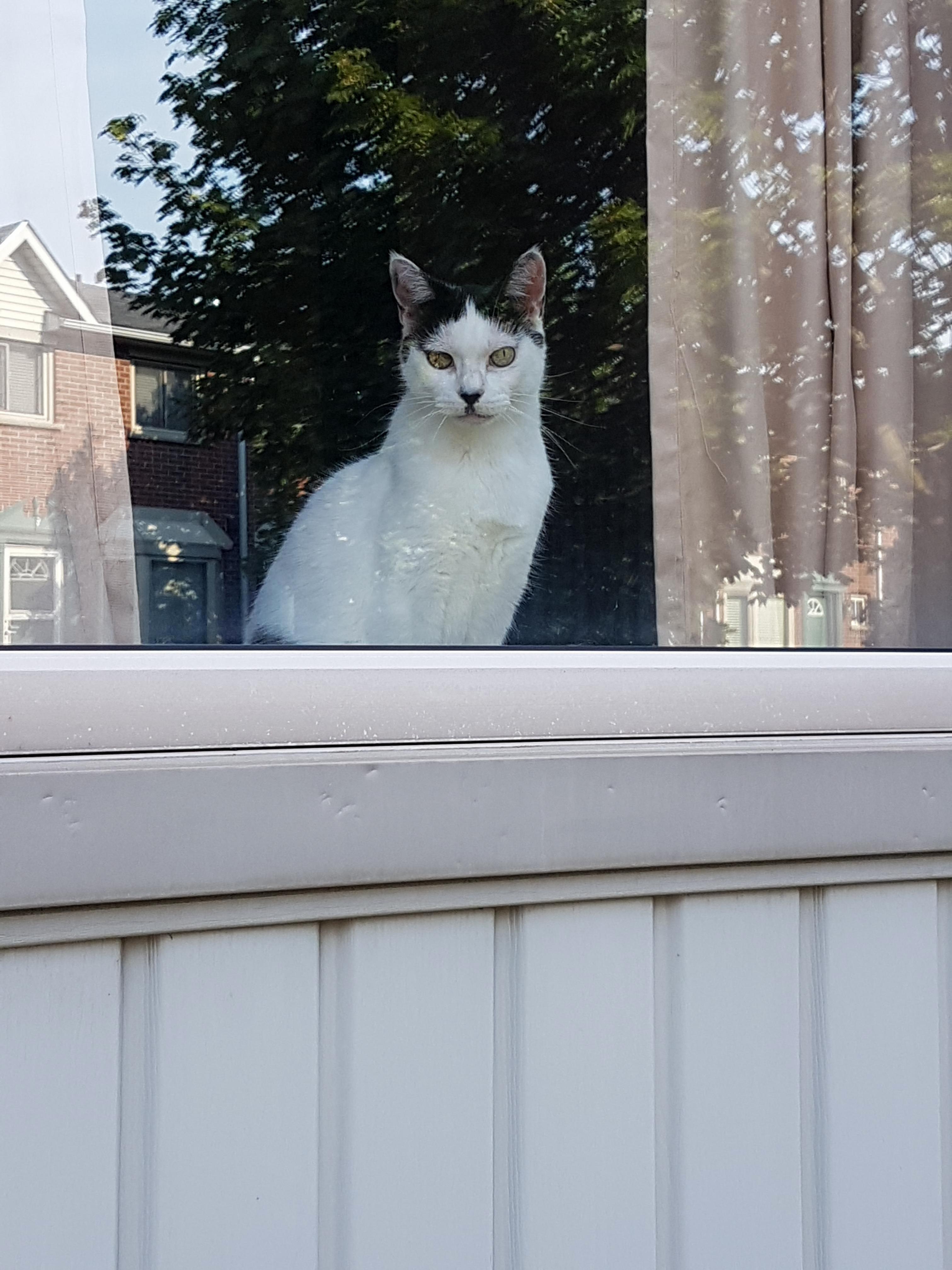Who Do Yous Ee in My Neighbours Cat Remind You of Antone