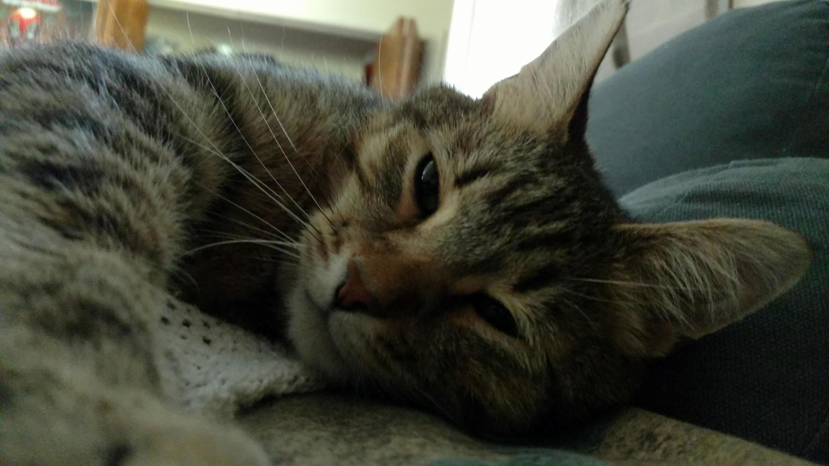 Why Did You Wake Me
