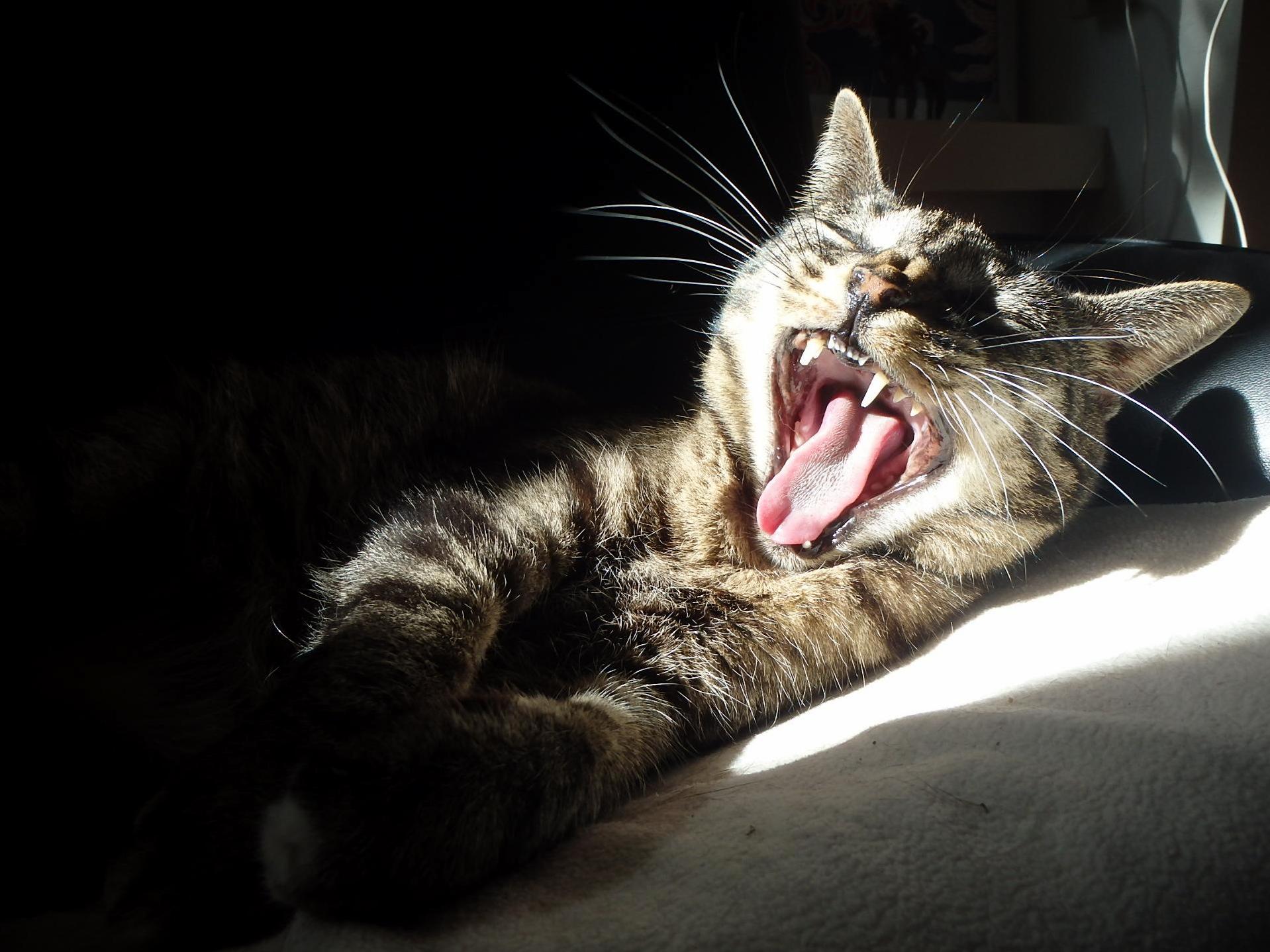Yawn