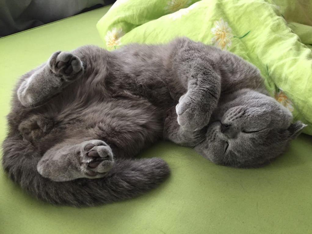 Yeah I Still Look Cute Even When I Sleep