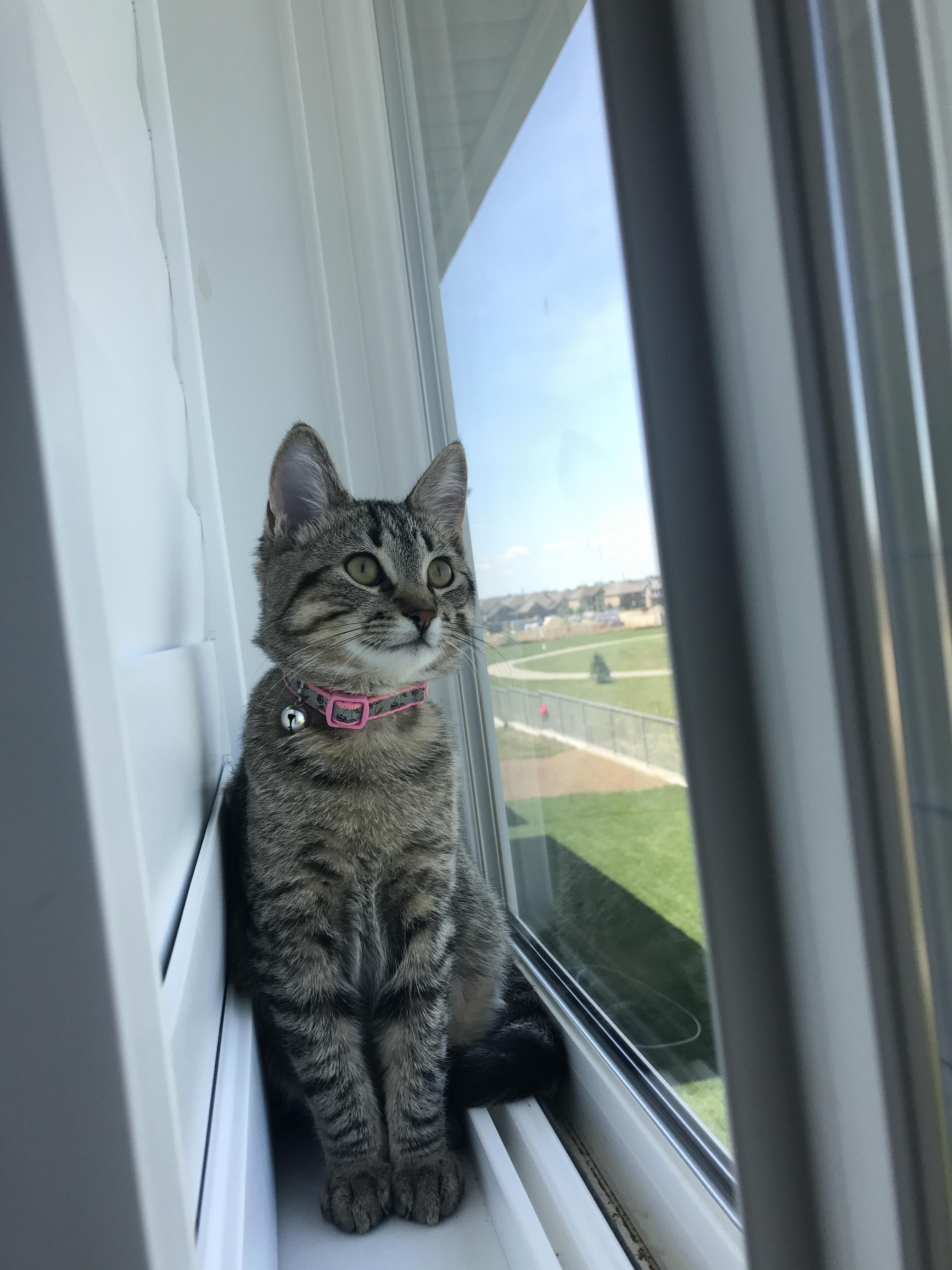 Yesterday I Posted a Picture of Our Cat Am Lie This Is Her Sister Sofia. She Likes to Hide in the Smallest of Places. Shes Just As Equally Adorable