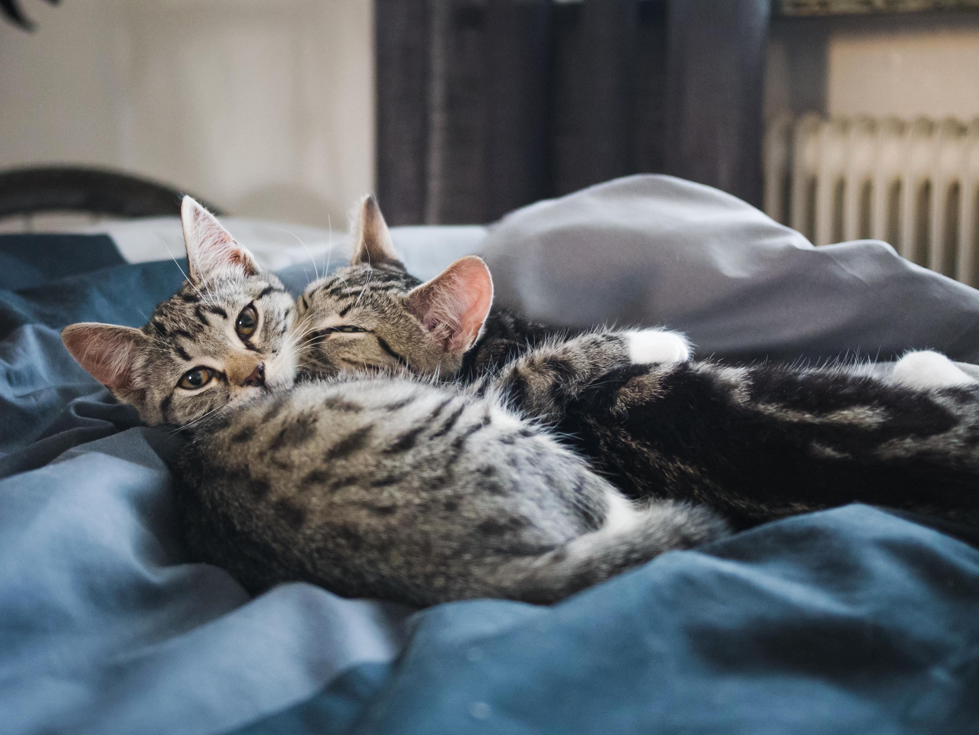 You Are Interrupting Our Cuddle