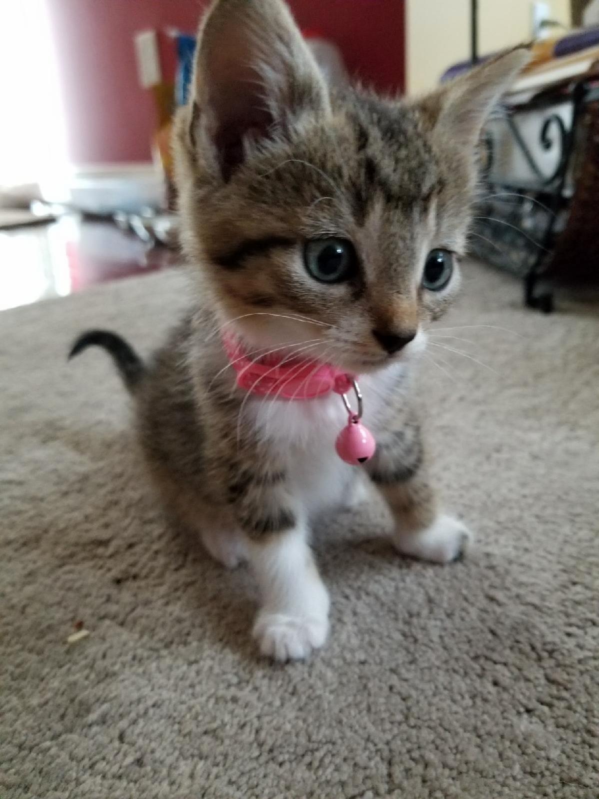 You Asked the Last of the 4 Strays. Kali.