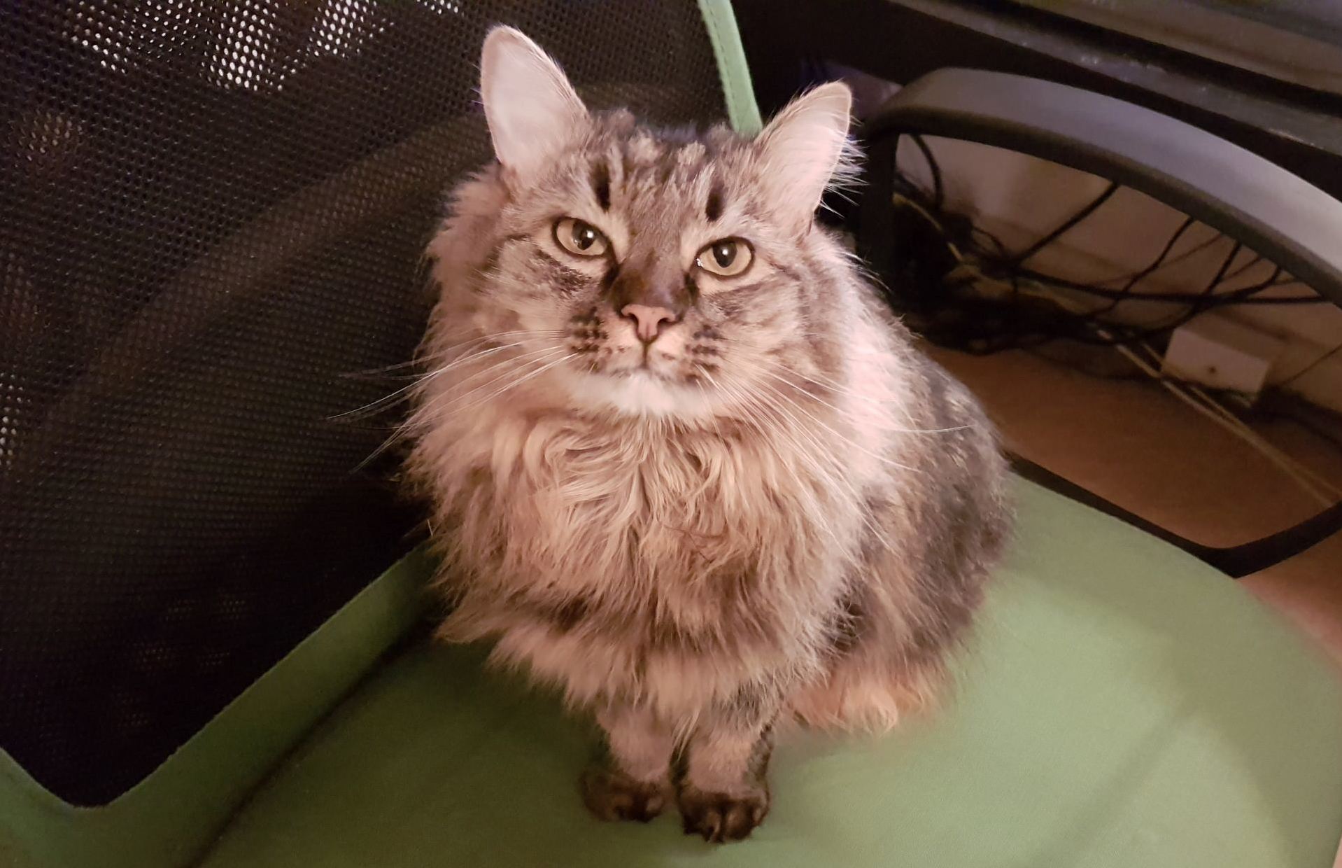 You Ll Get the Chair Back When I Get Some God Damn Kibbles