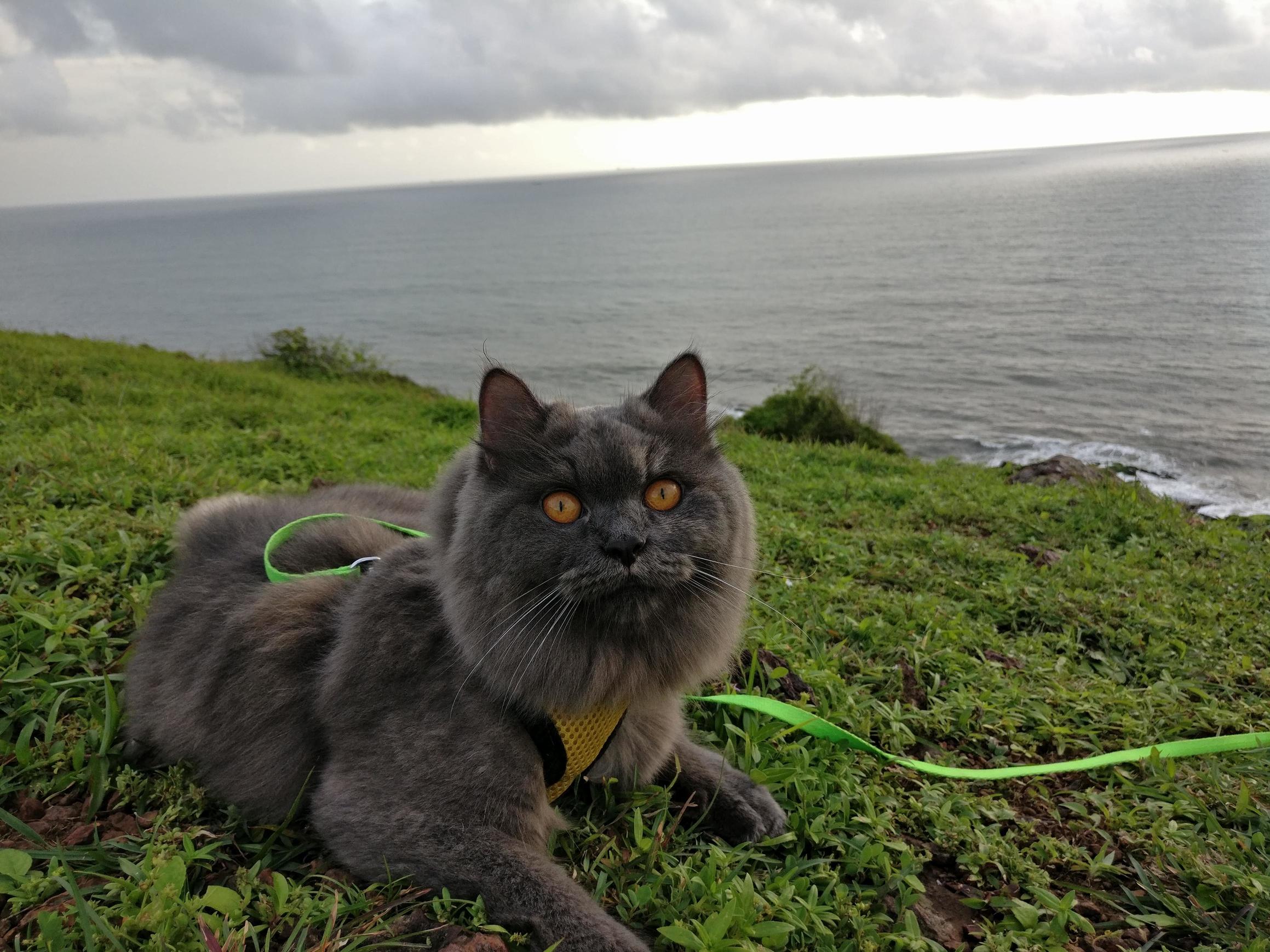 A Road Trip in Goa with My Baby Jynx!