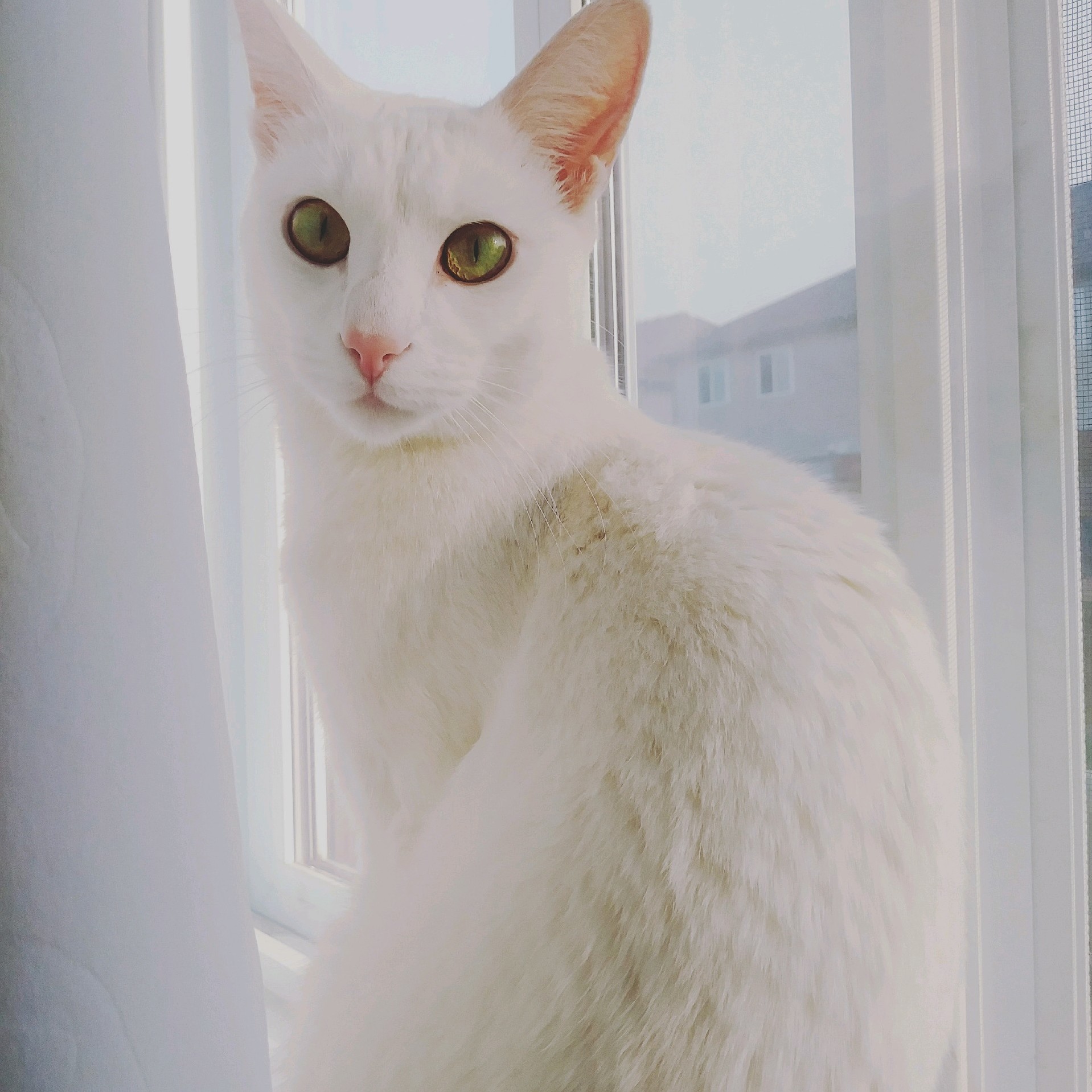 Adopted This Girl 2 Days Ago, Seems to Have Adjusted Quickly!