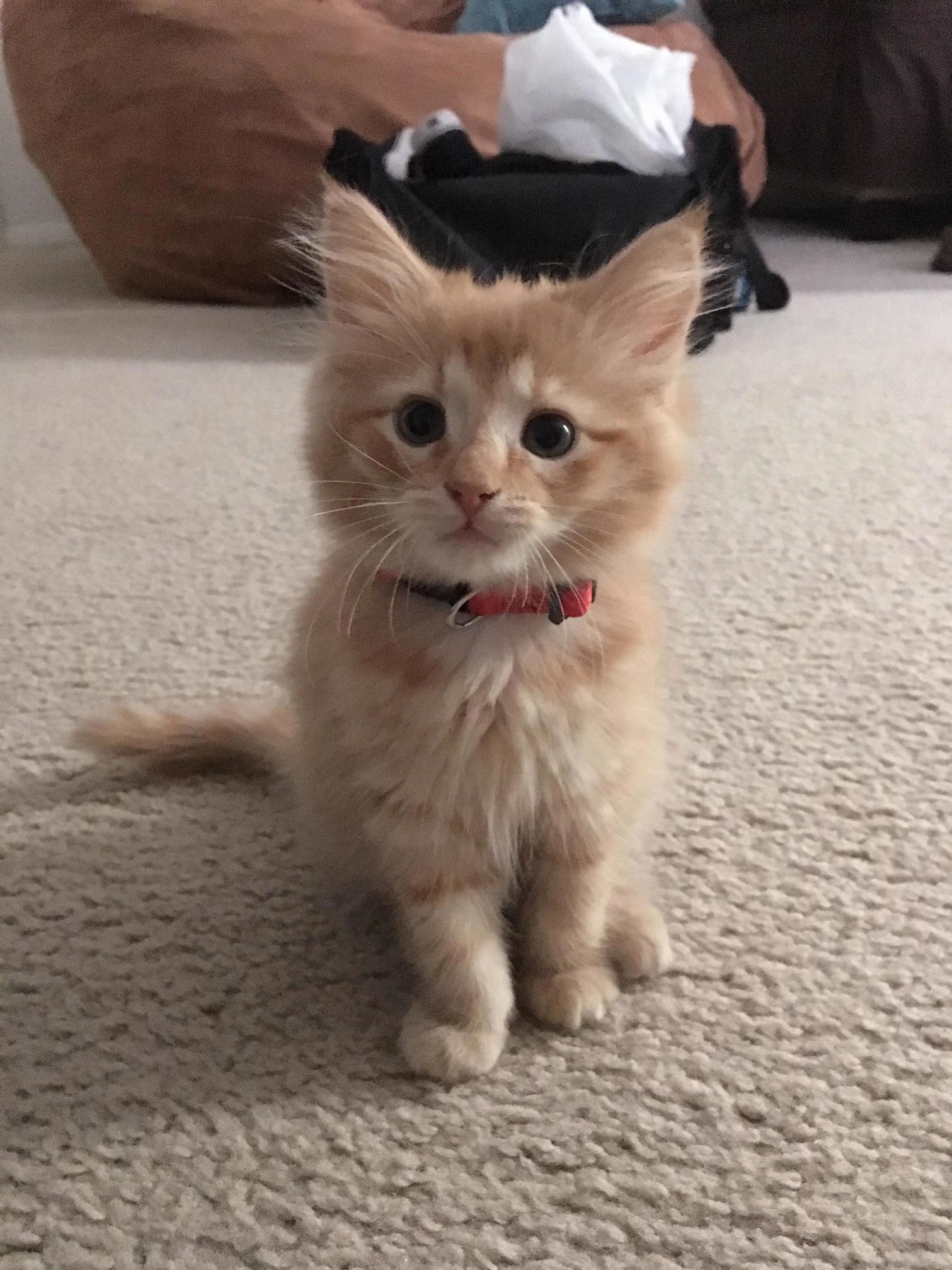 Adopted This Handsome Boy from the Humane Society Yesterday. Name Is Pending.