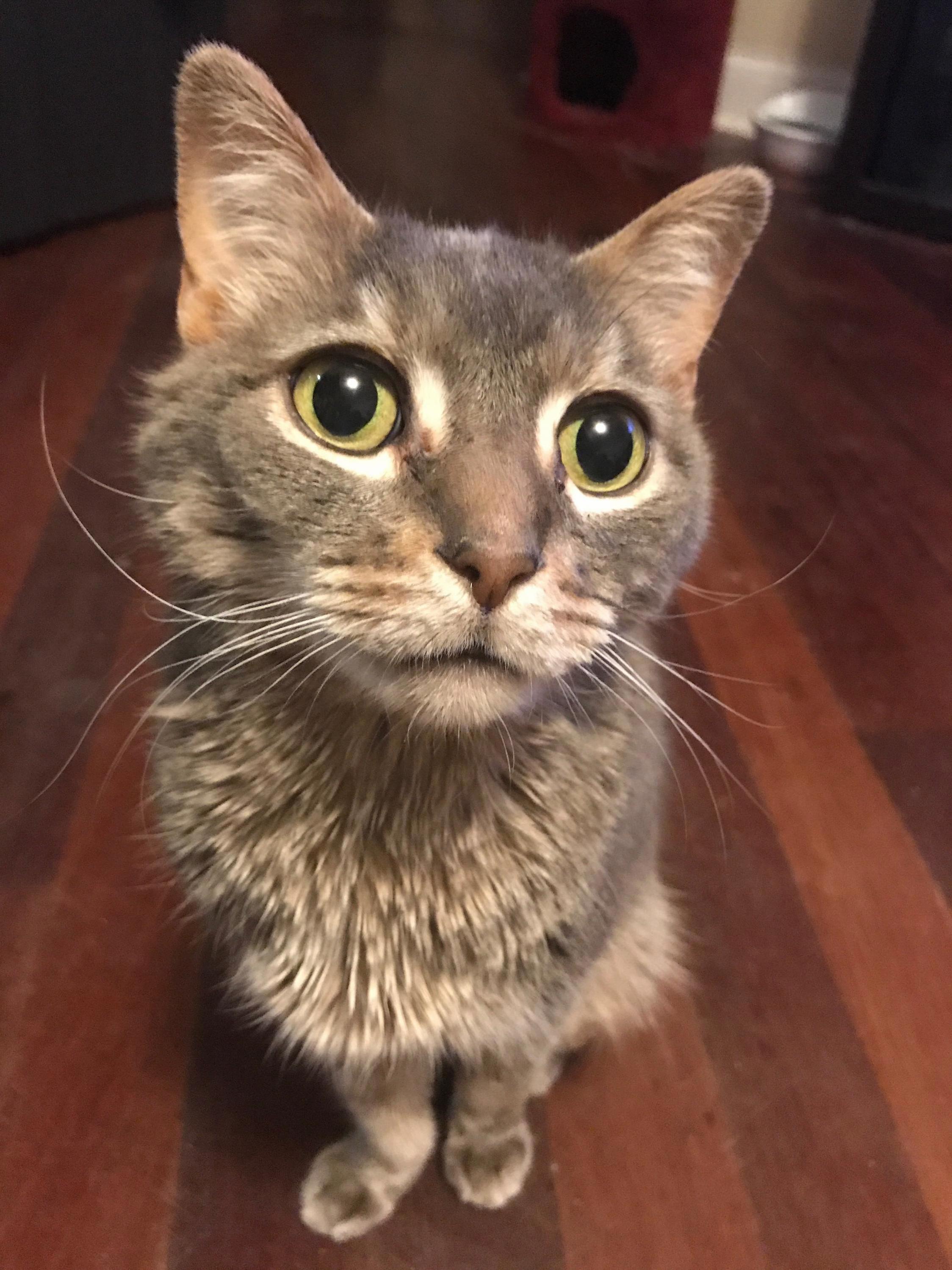 After a 4 Month Battle with Cancer, My Husband and I Made the Difficult Decision Yesterday to Put Down Our 10-year-old Link. Rest Easy My Little Love. You Are Already So Missed.