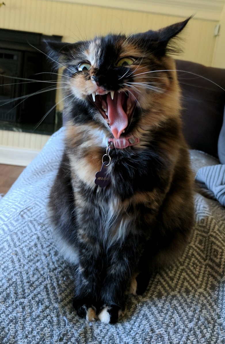 After Too Much Animal Planet