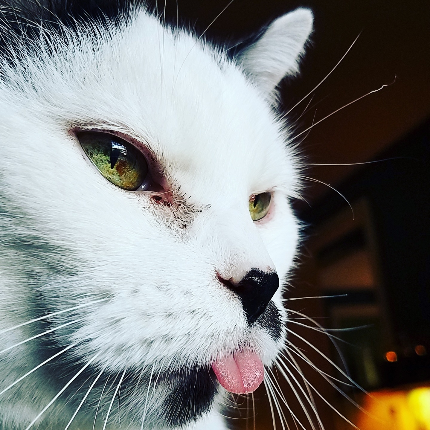 Angelo Finally Ctossed That Rainbow Bridge.
