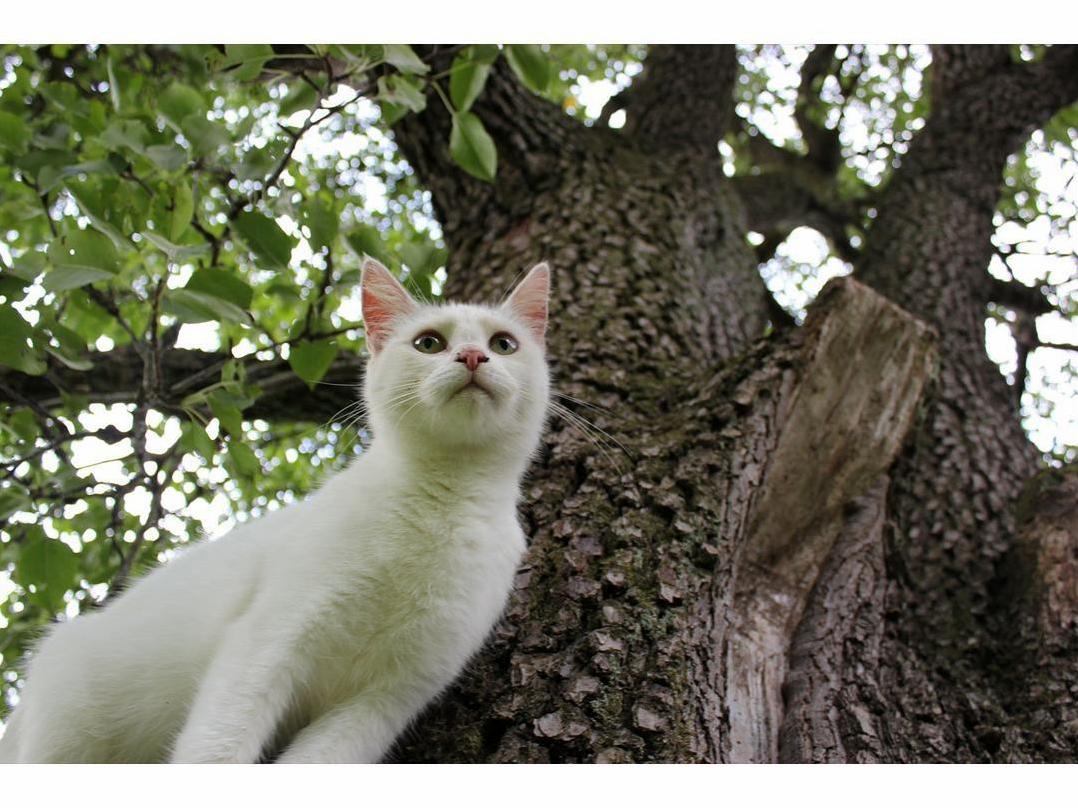 Artemis Climbing Trees