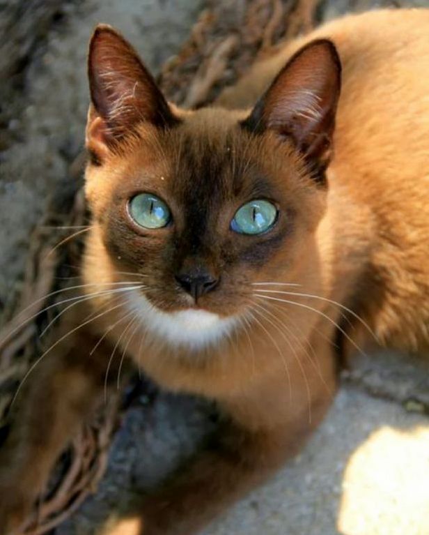 As I Realized Cat Eyes Are Windows Enabling Us to See Into Another World.