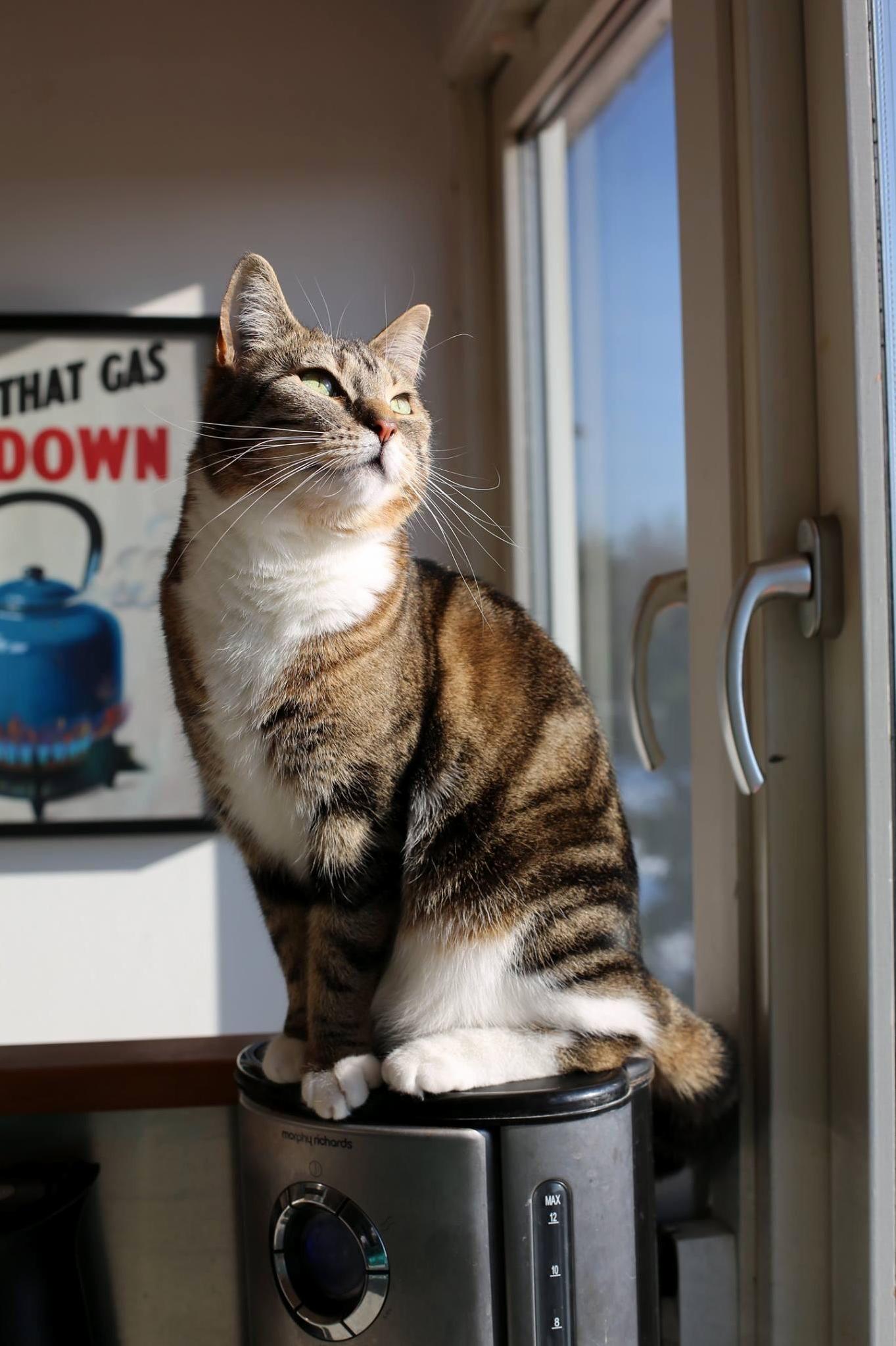 Beautiful Tabby