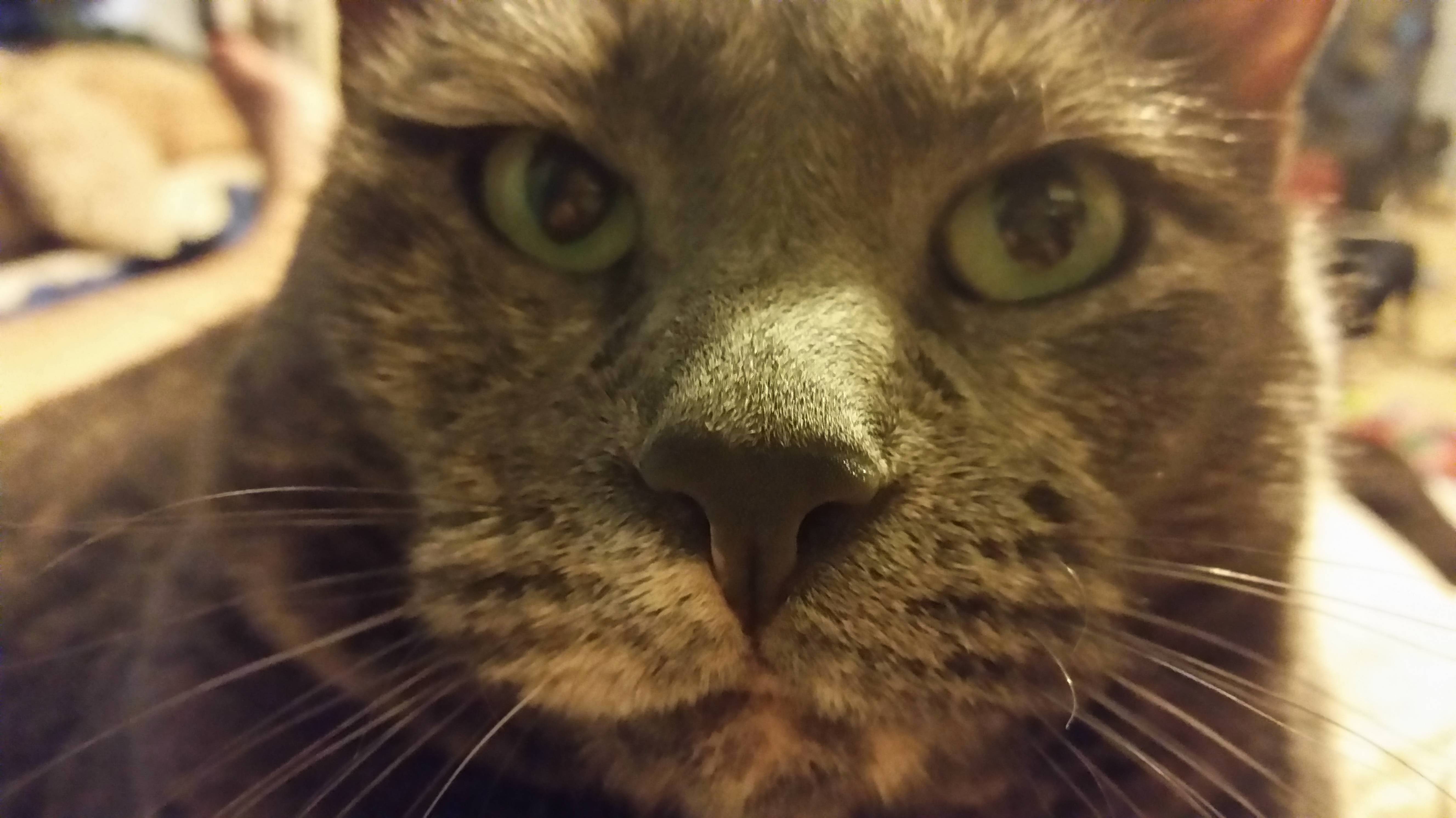 Bella, Getting Tired of Having Her Picture Taken