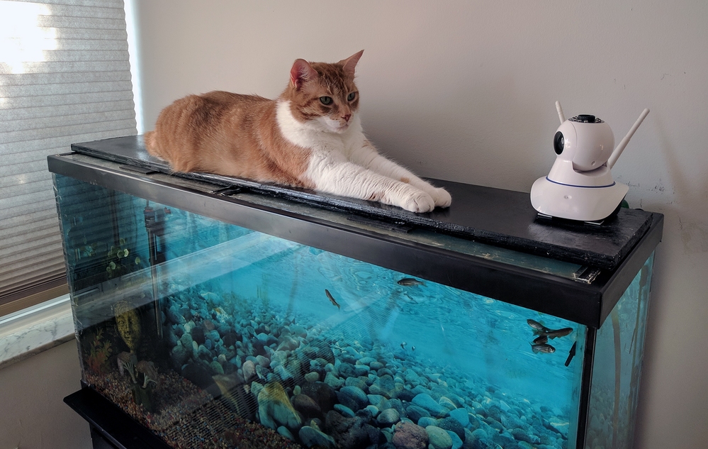 Bought a Model of the Great Sphinx for My Aquarium!
