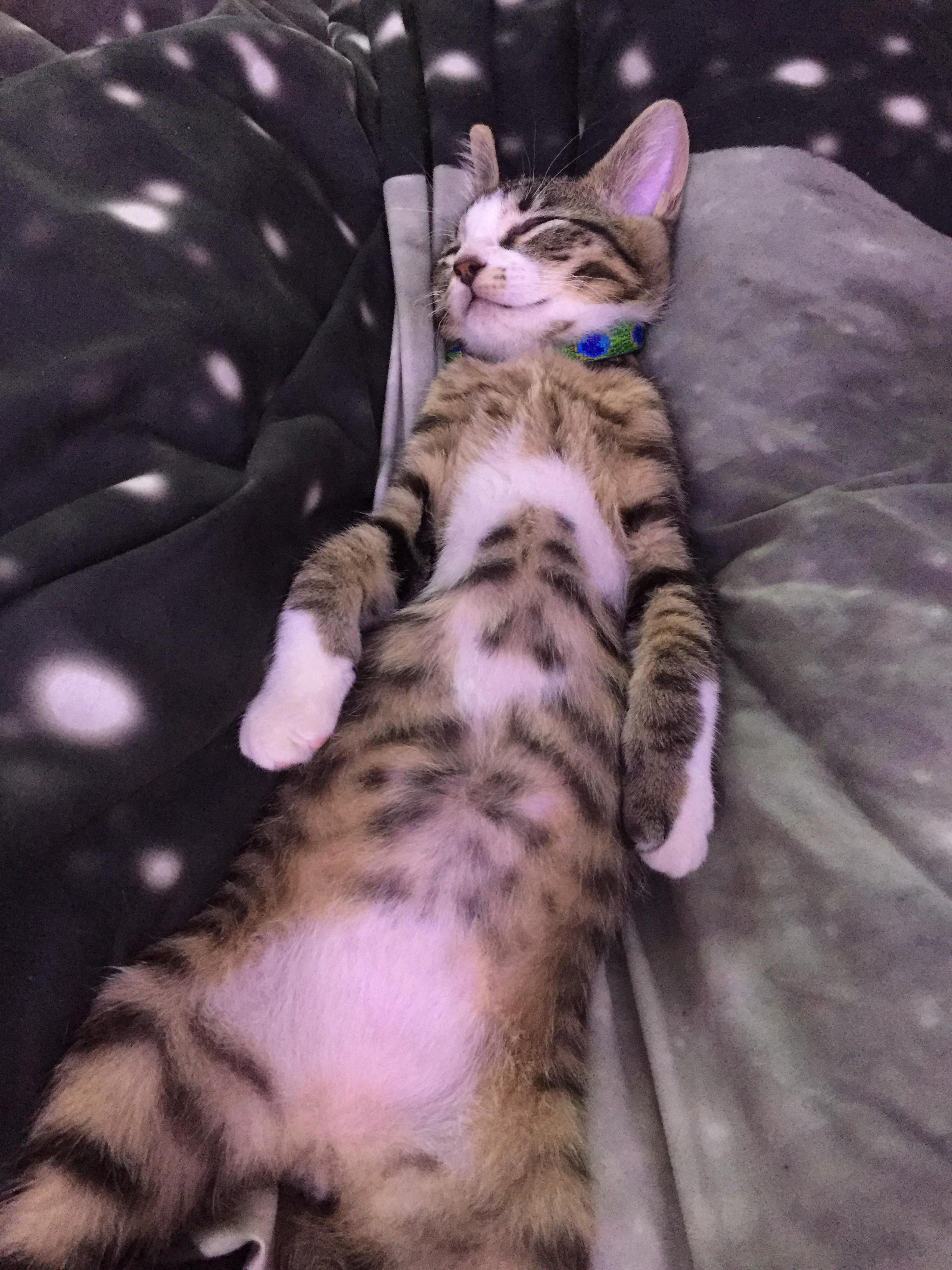 Brought This Little Boy Home the Other Day and Hes Already Adjusted to My Nap Schedule.