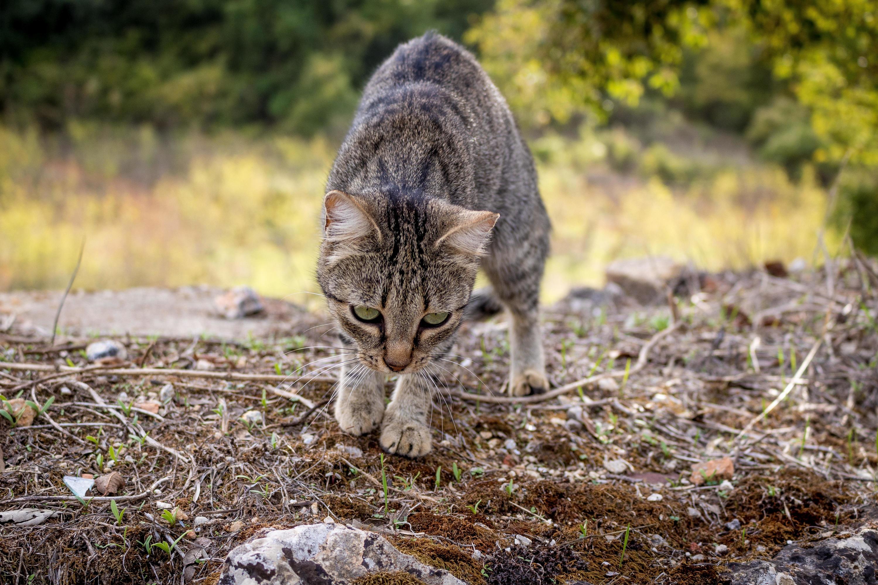 Came Across This Beautiful Cat While Hiking the Via Francigena in Tuscany