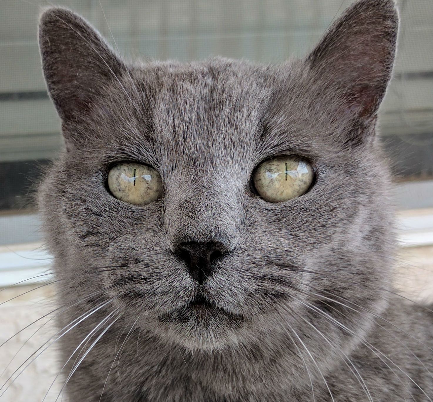 Cats Eyes on a Bright Phoenix Day.