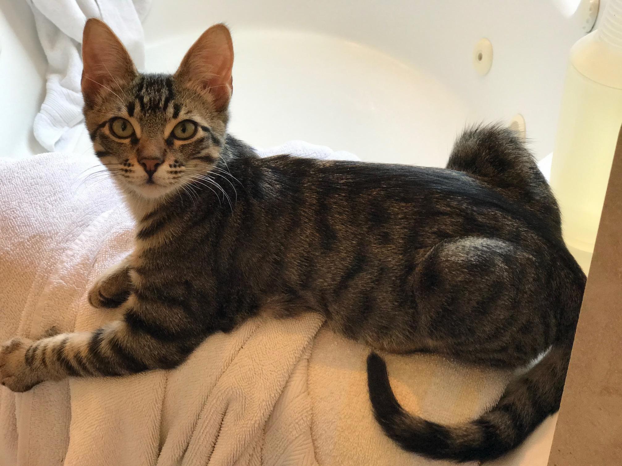 Chewie Had His 4th Vet Visit Today. Hes Completely Healed and Healthy! I Am Glad We Were Able to Save Him, Heal Him, and Give Him a Home.