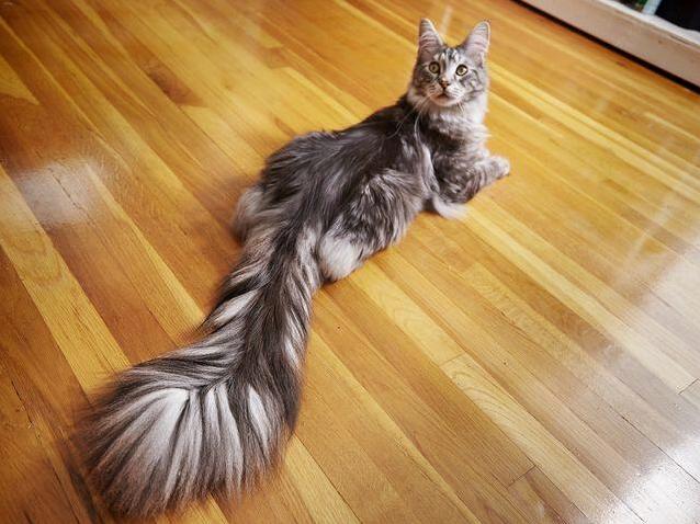 Congratulations to Cygnus on Your 2018 World Record for Longest Cat Tail!