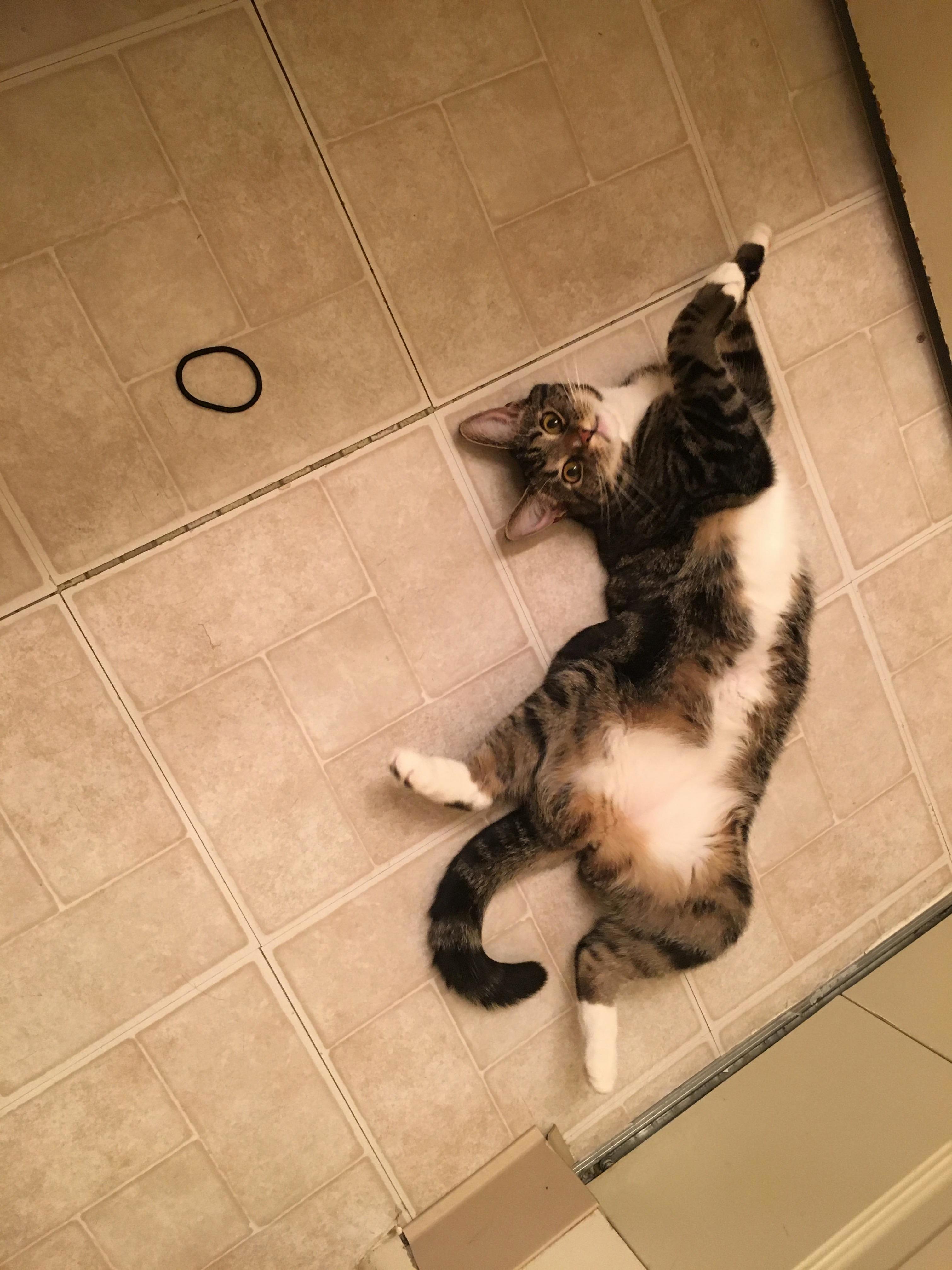 Curie Knows Exactly How to Get More Attention.