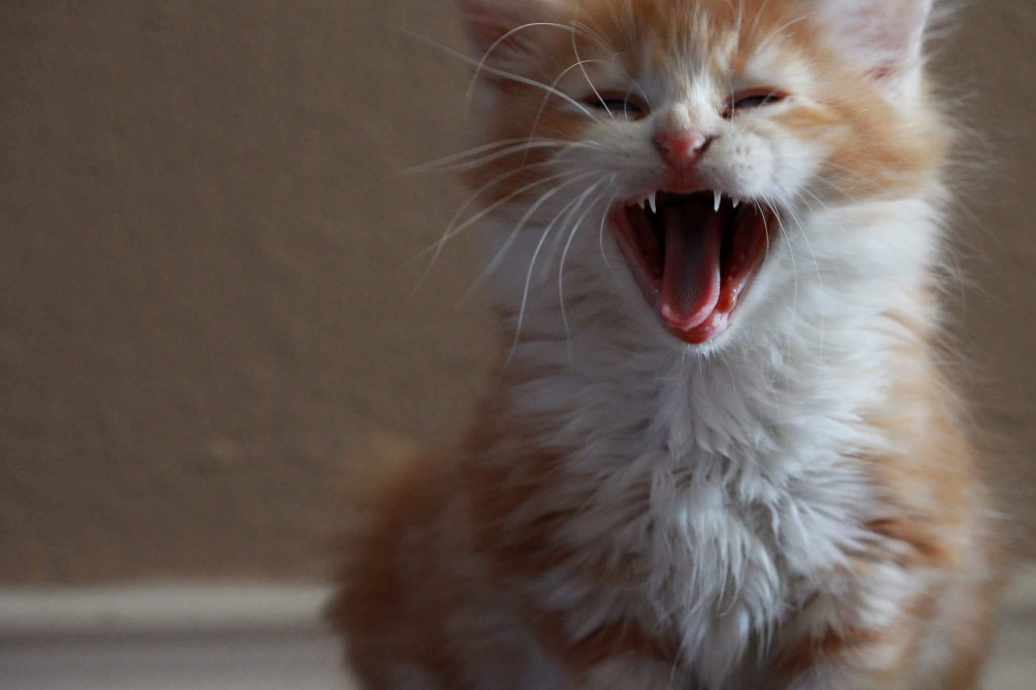 Cute Little Roar Face