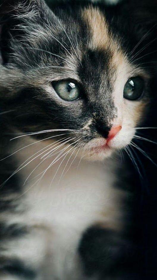 Cute