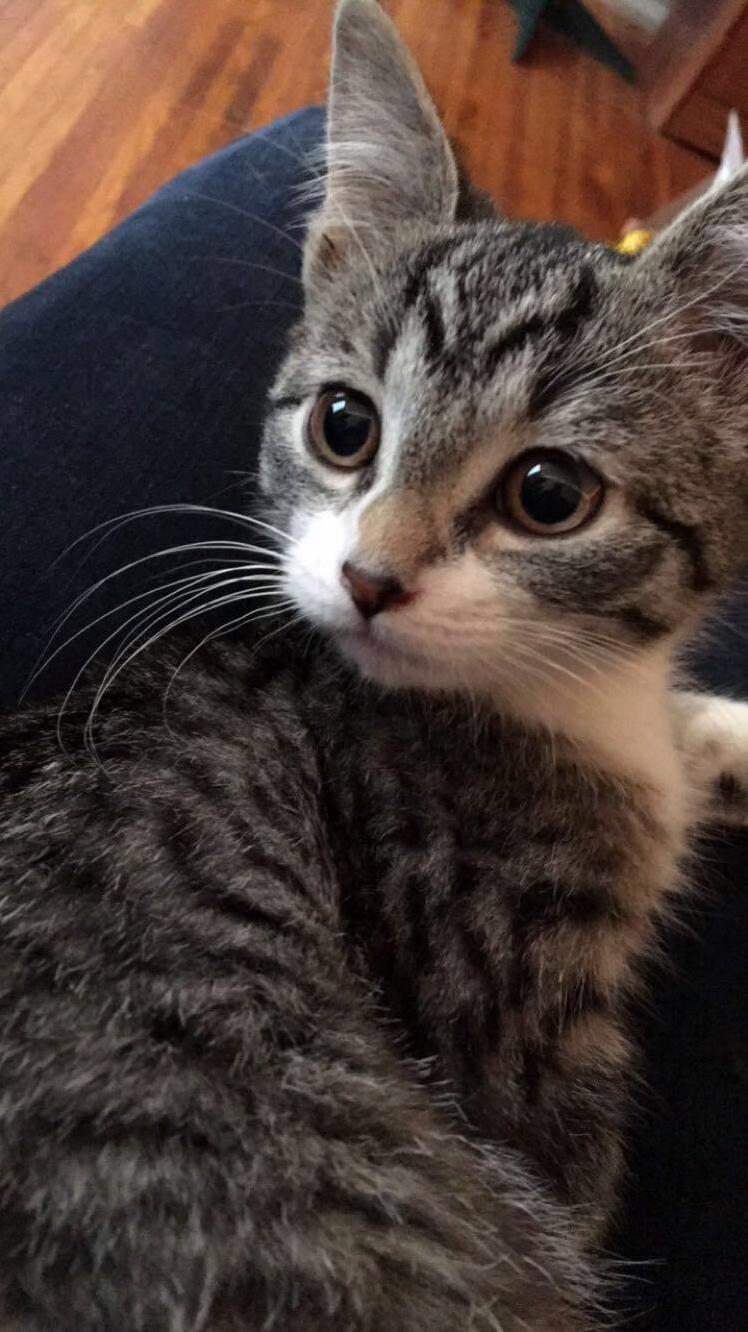 Dexter When He Was a Kitten!