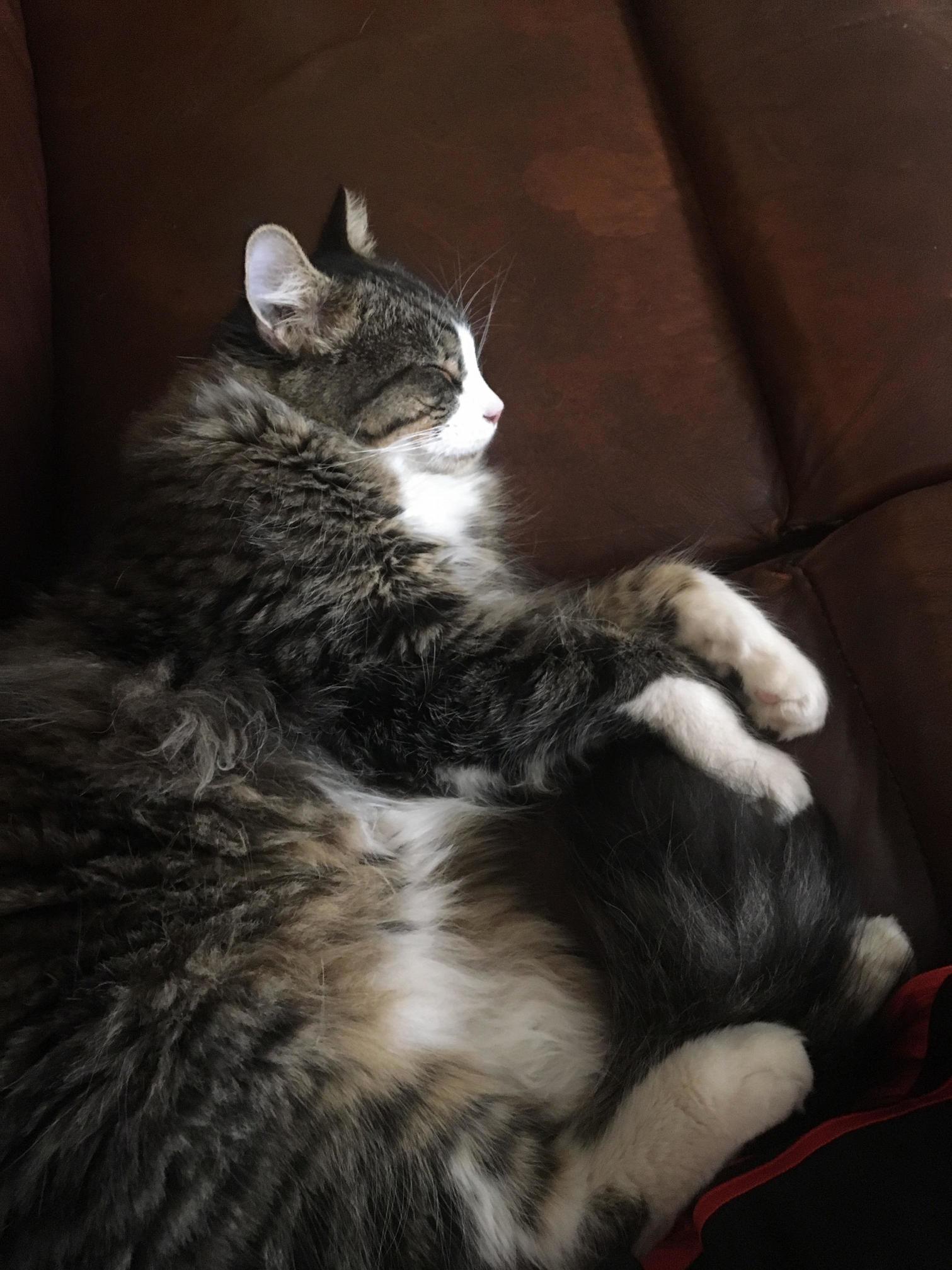 Floof Cuddle
