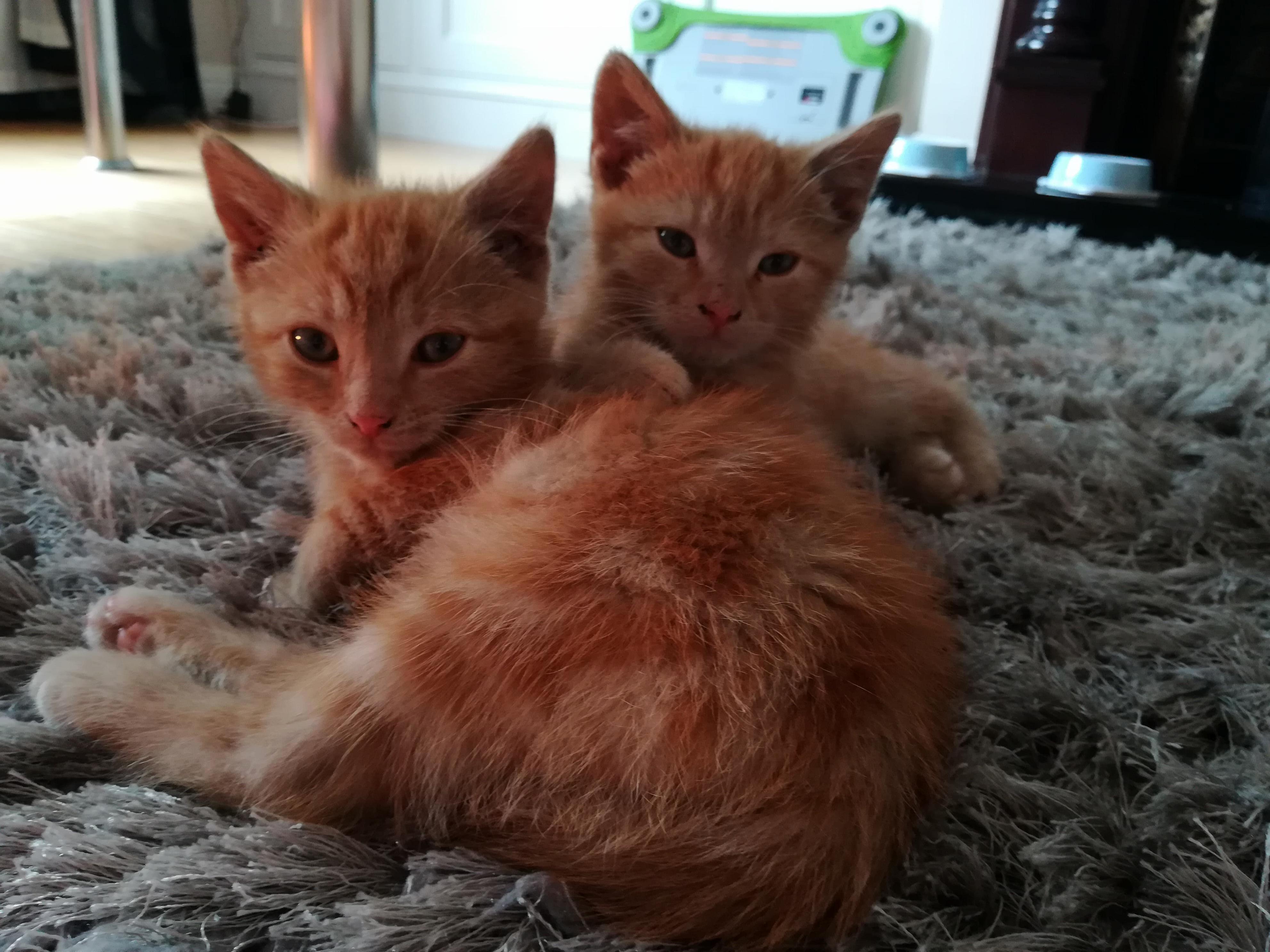 Foster Kittens Off to Their New Home!